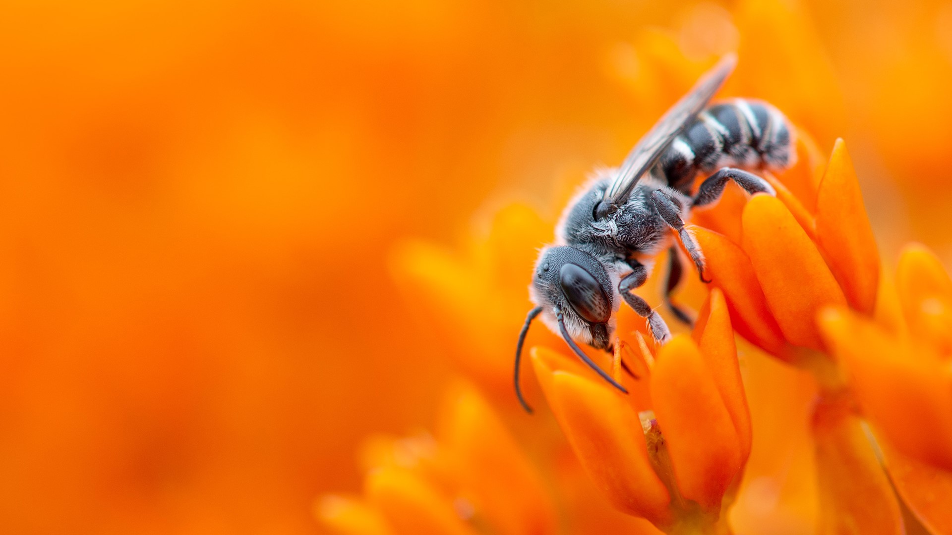 Macro shot of a bee on an orange flower HD Wallpaper