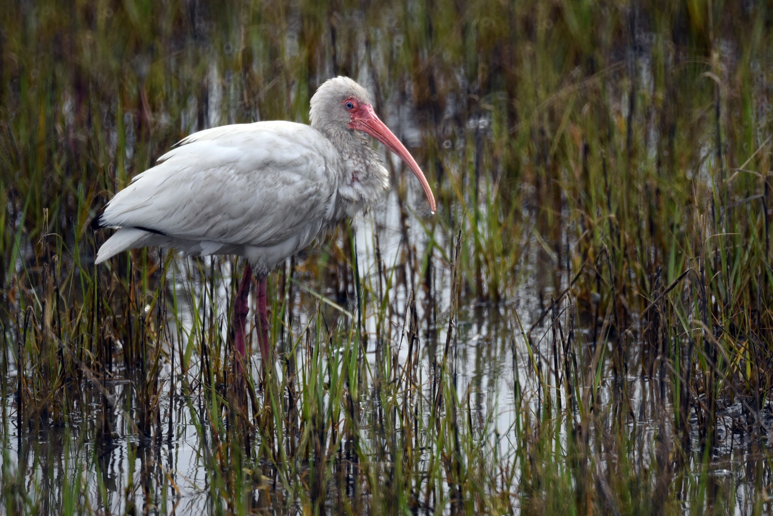 White Ibis wading in marsh grass HD Wallpaper