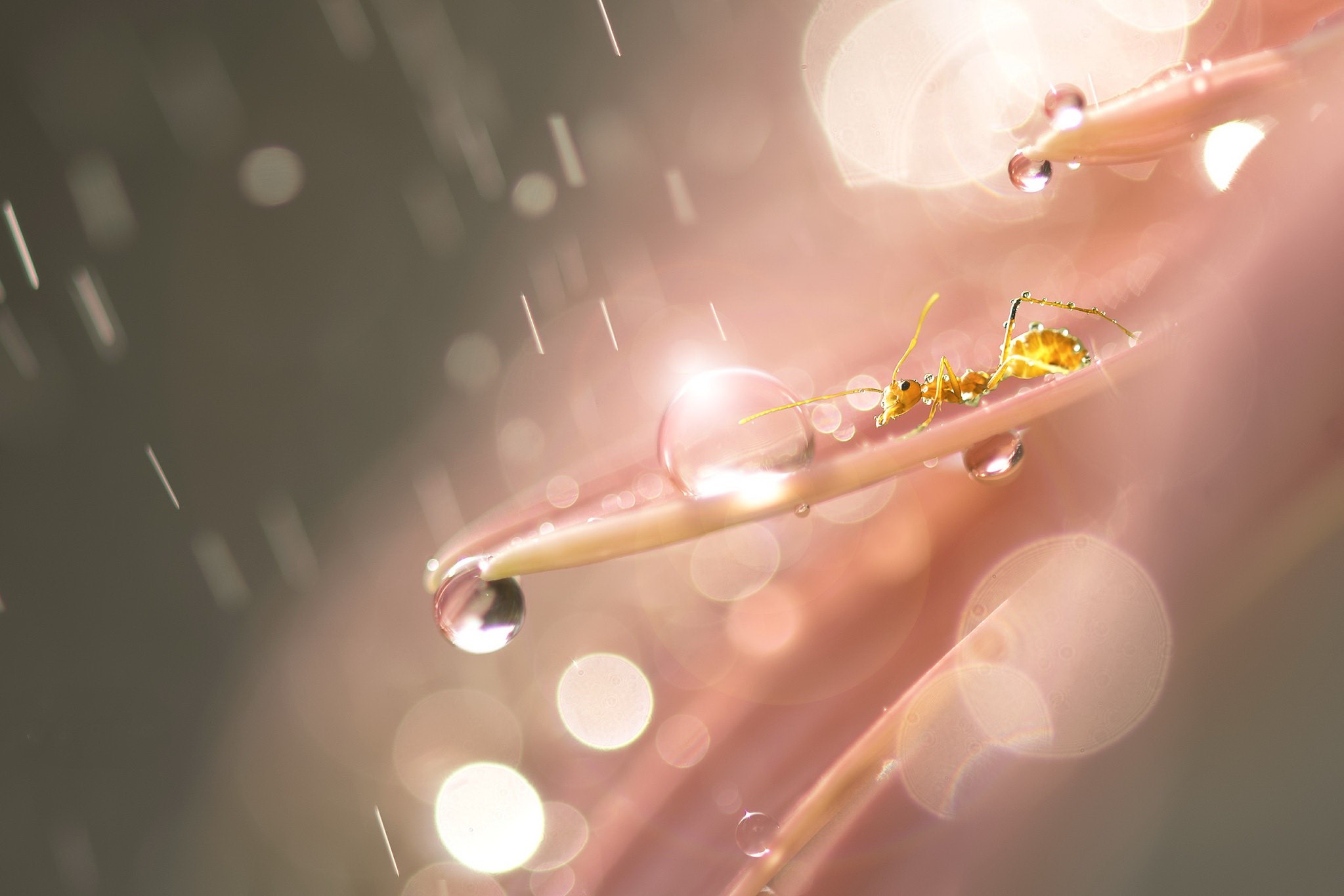Ant on a petal with water drops and bokeh HD Wallpaper