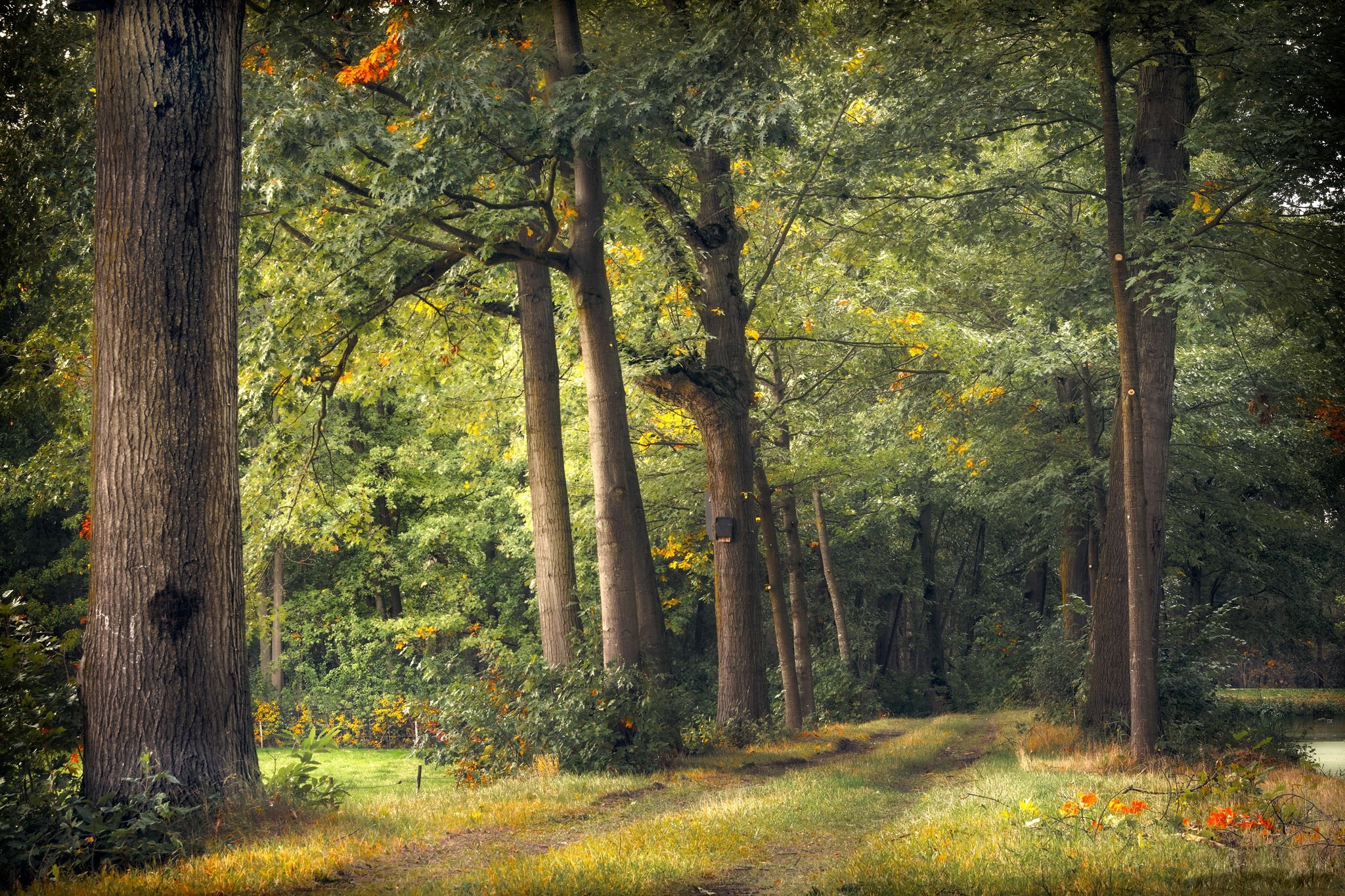 Dirt road through a forest with trees and grass HD Wallpaper