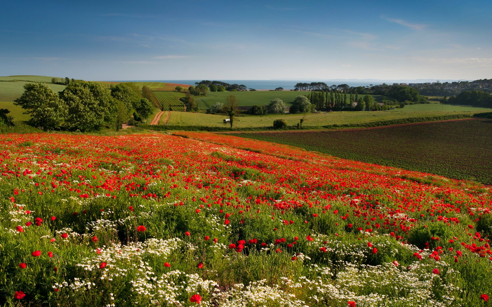 Field of poppies and daisies with rolling hills and ocean HD Wallpaper