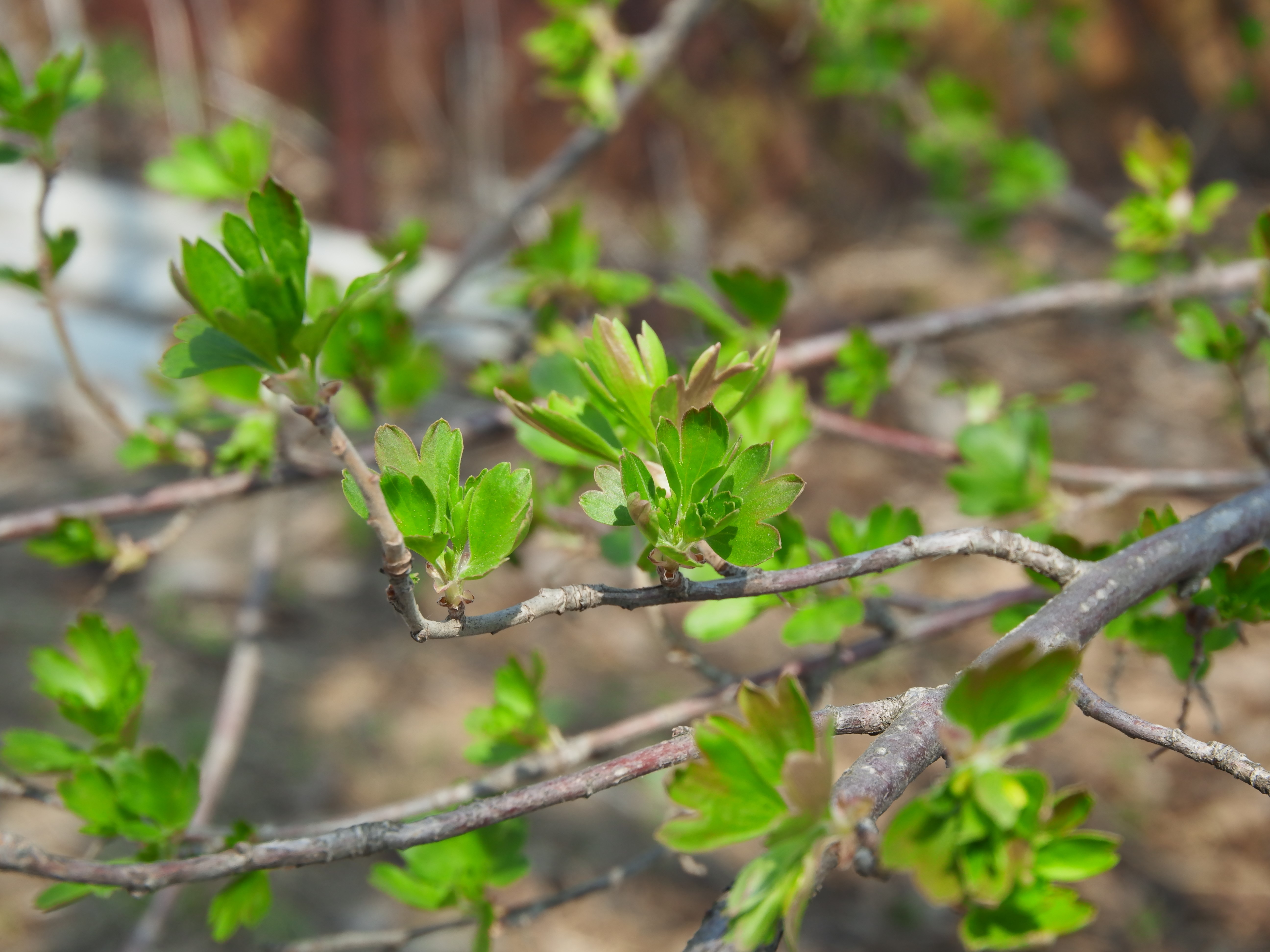Green leaves on branches in nature HD Wallpaper
