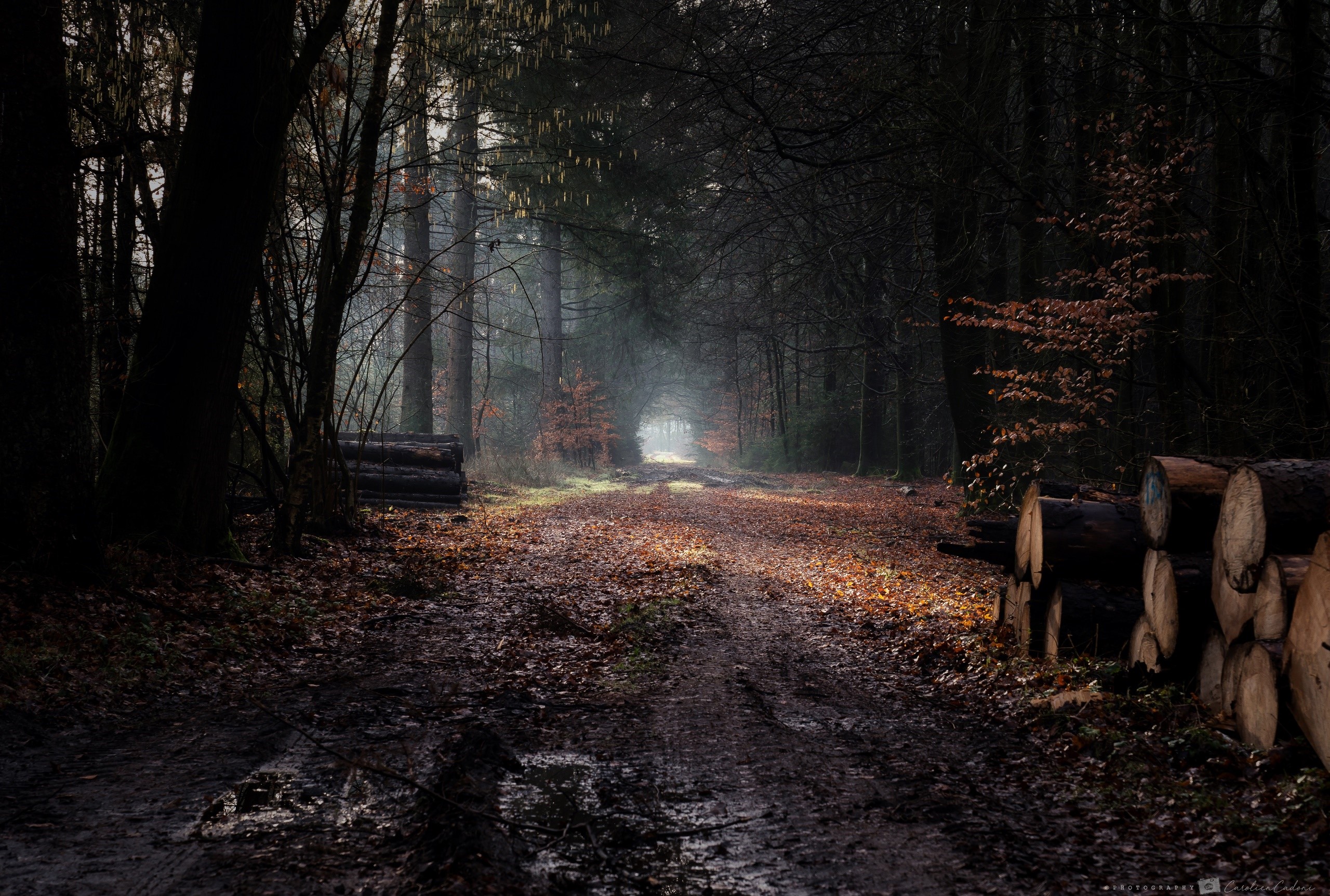 Dirt road through a dark, misty forest with logs HD Wallpaper