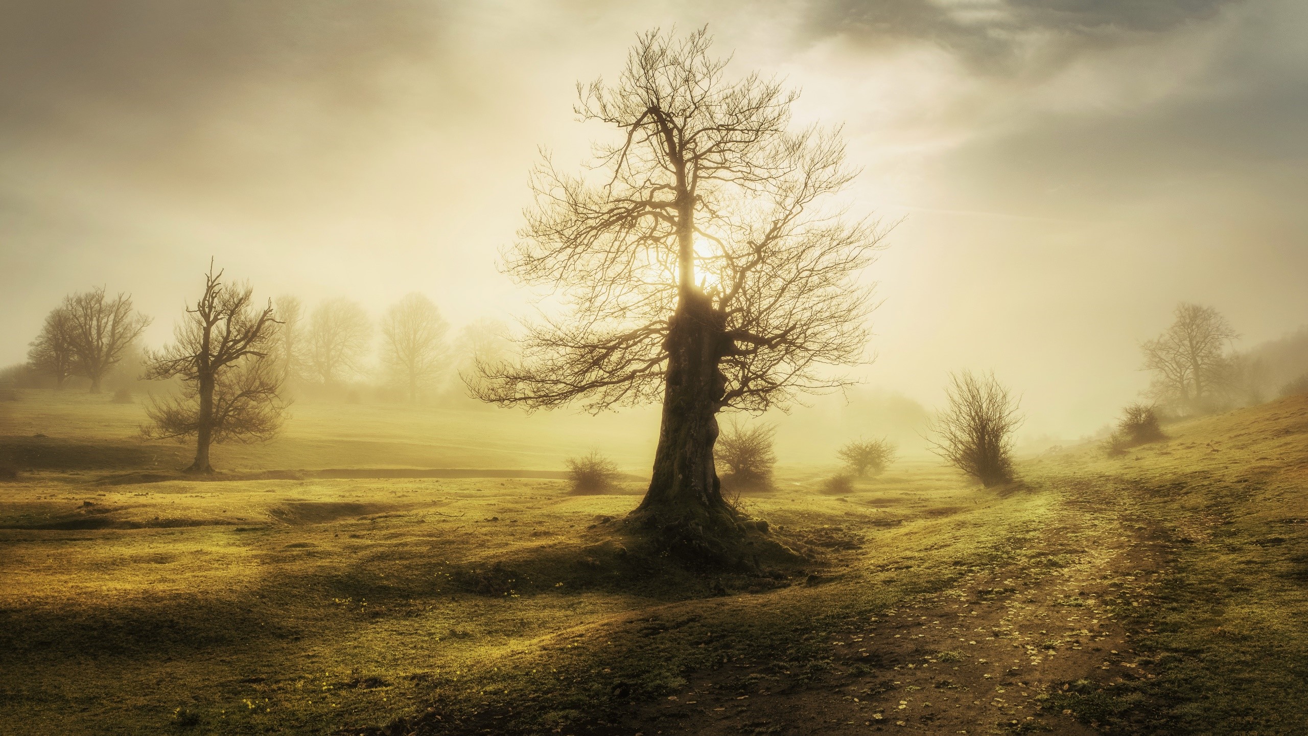 Bare trees in a foggy field with sunlight HD Wallpaper
