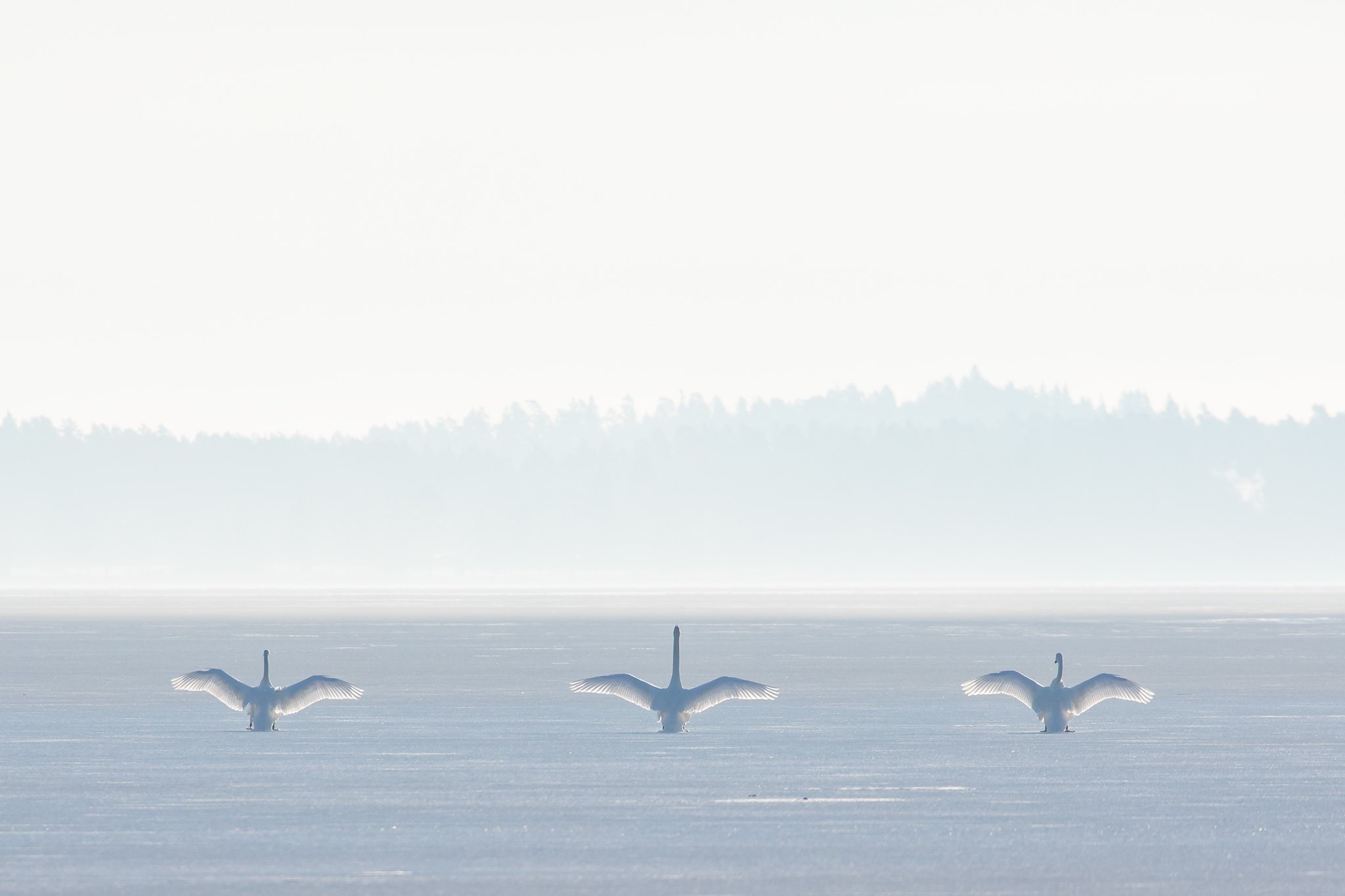 Three swans with wings spread on a frozen lake HD Wallpaper