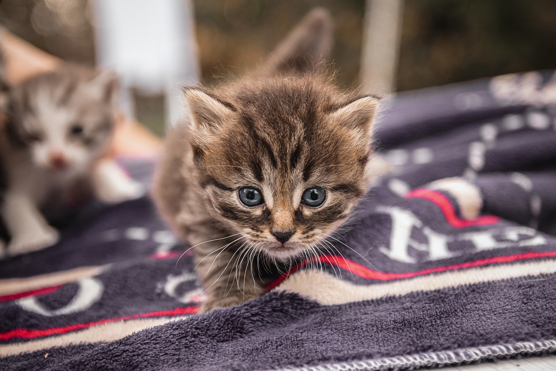 Two tabby kittens on a blanket HD Wallpaper