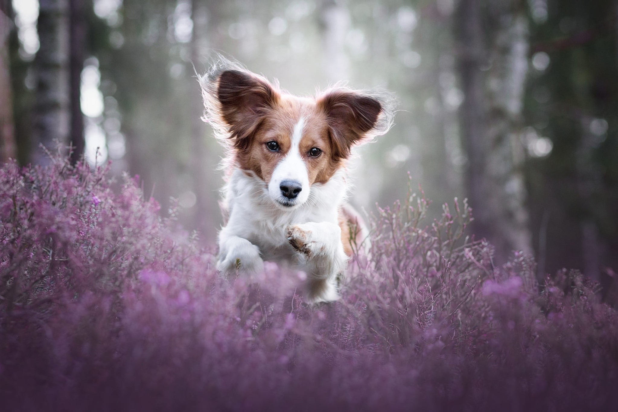 A dog running through purple flowers in a forest HD Wallpaper