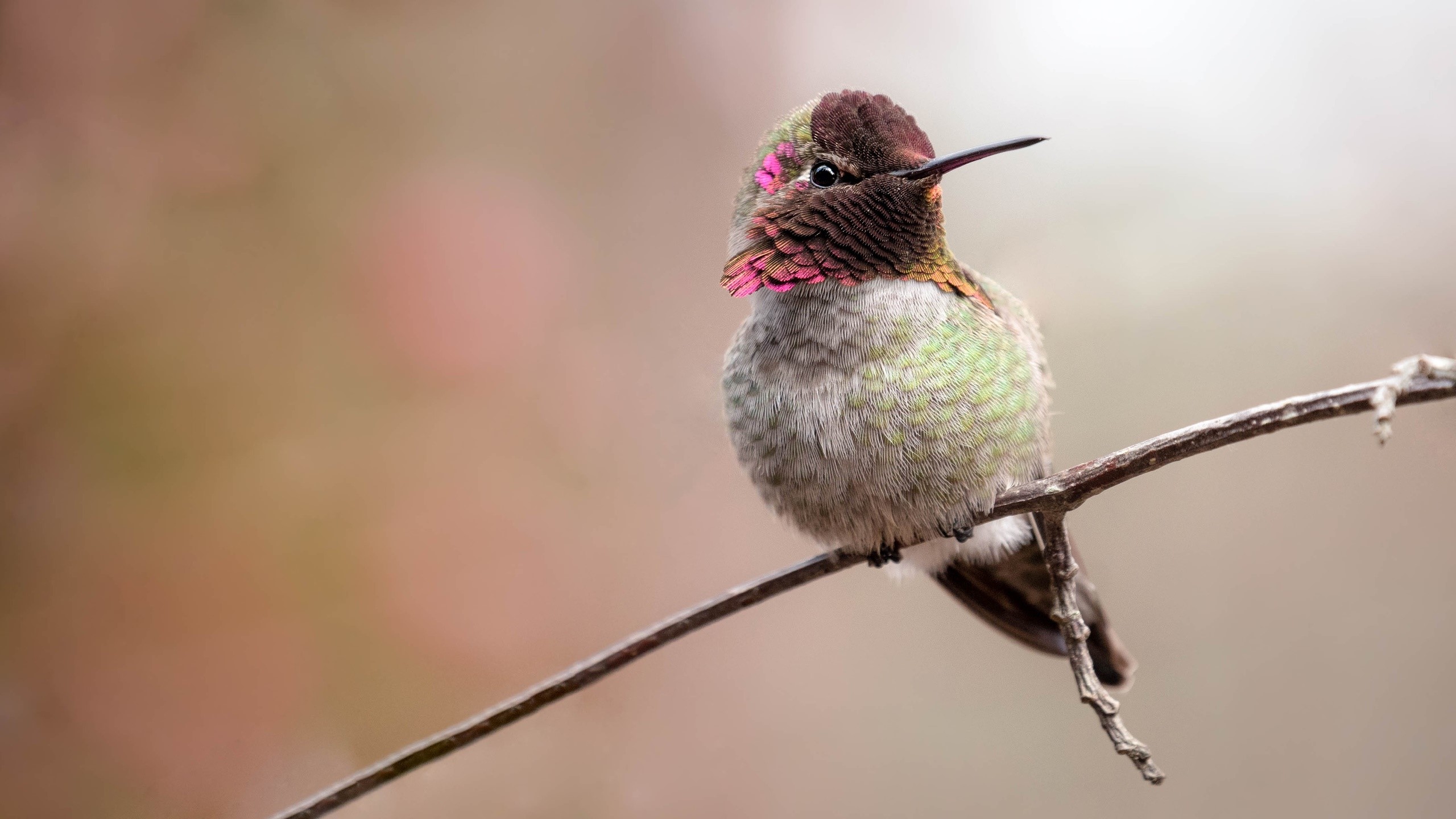 Hummingbird perched on a branch HD Wallpaper