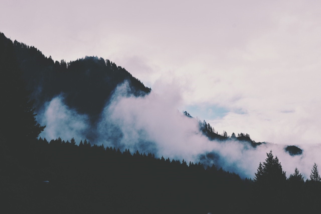 Misty mountains covered in pine trees HD Wallpaper