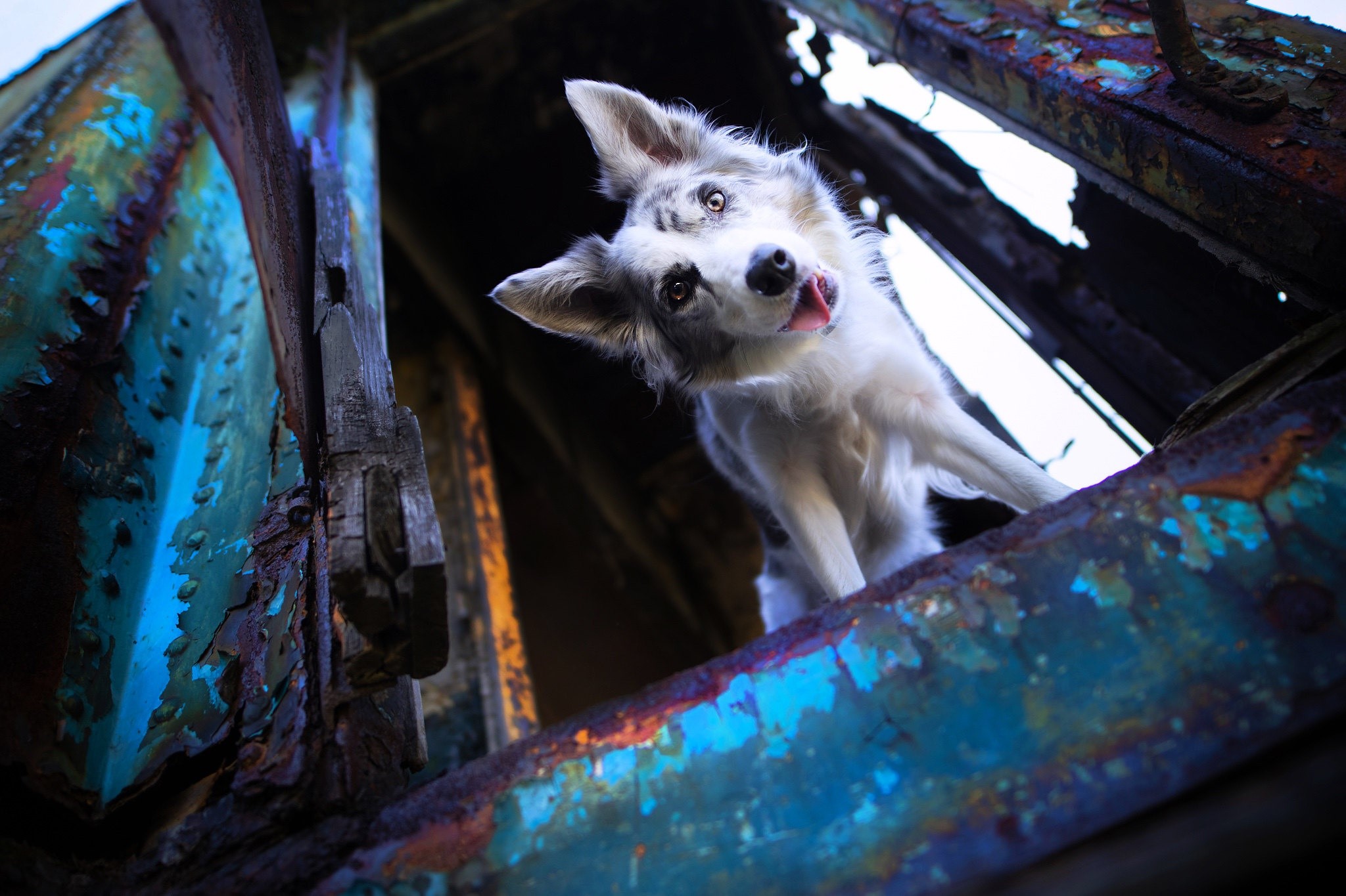 Dog peeking through rusty metal structure HD Wallpaper