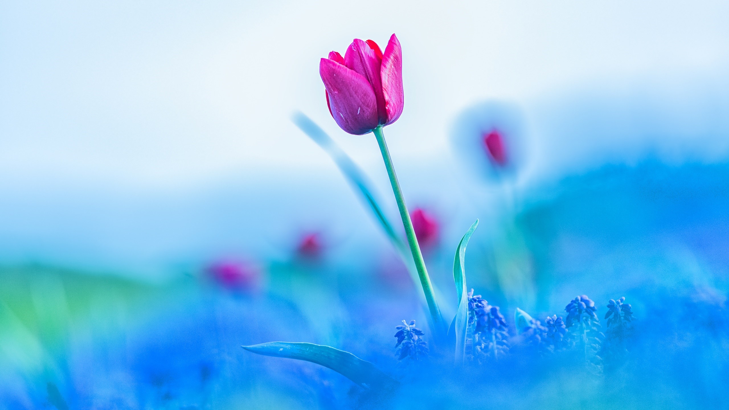Pink tulip blooming in a field of blue flowers HD Wallpaper
