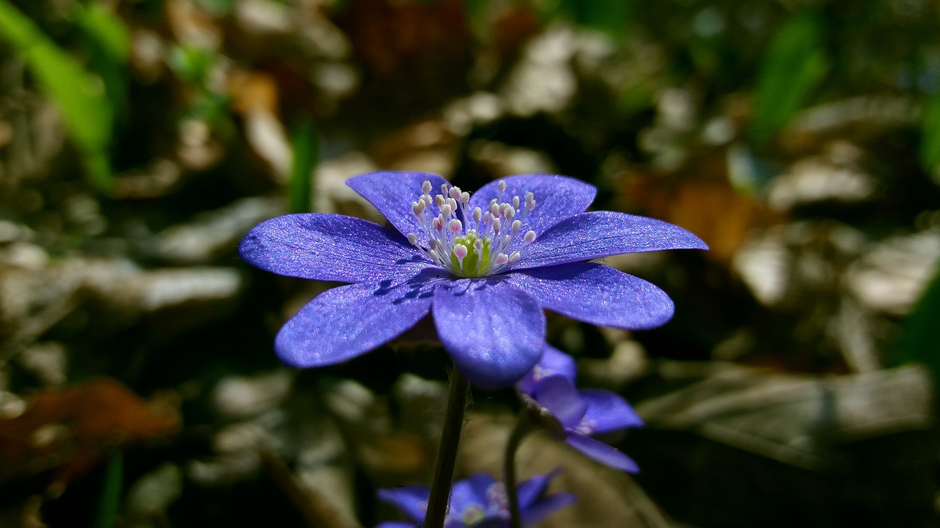 Close-up of a purple wildflower with bokeh background HD Wallpaper