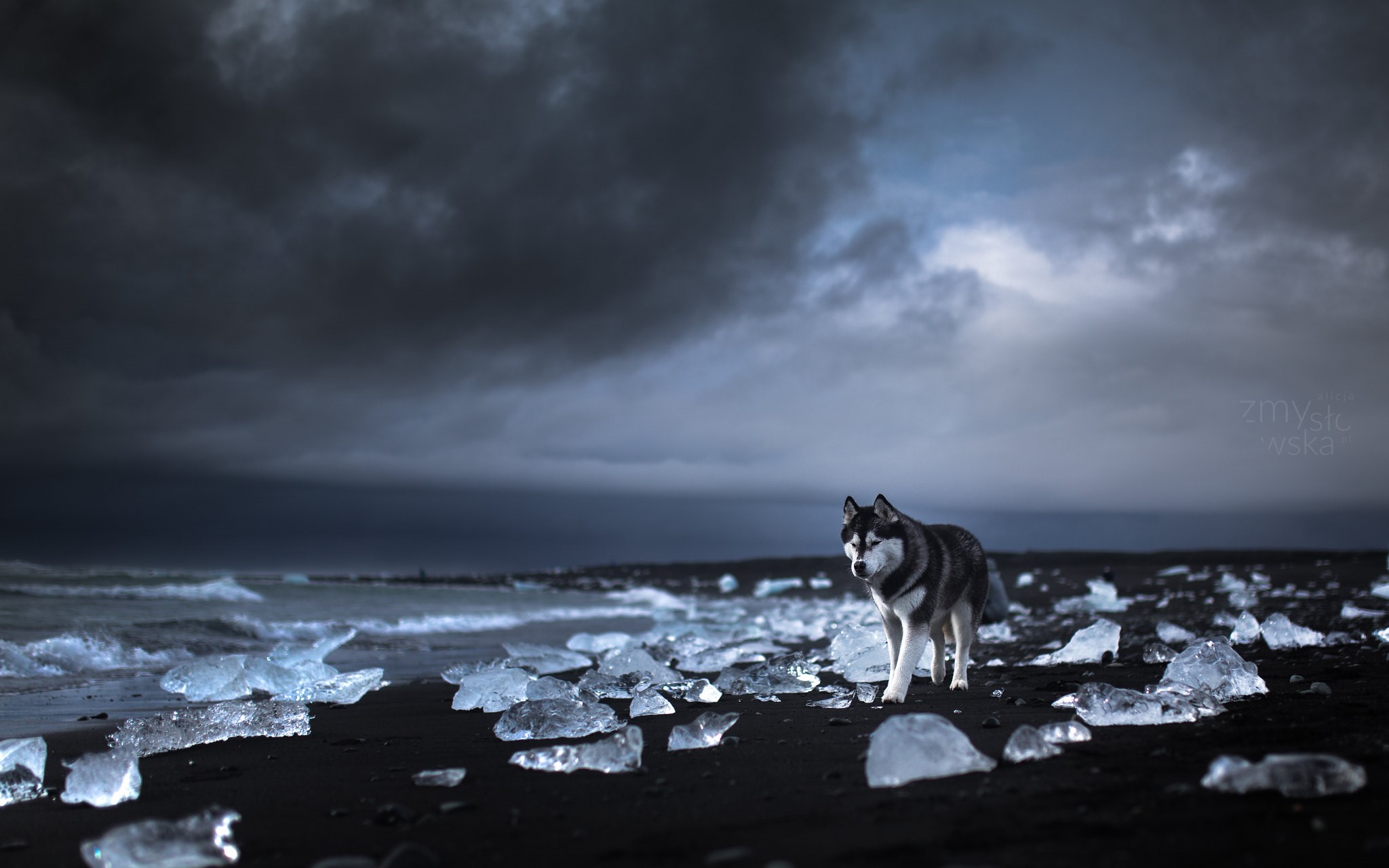 Siberian Husky on a black sand beach with ice chunks HD Wallpaper