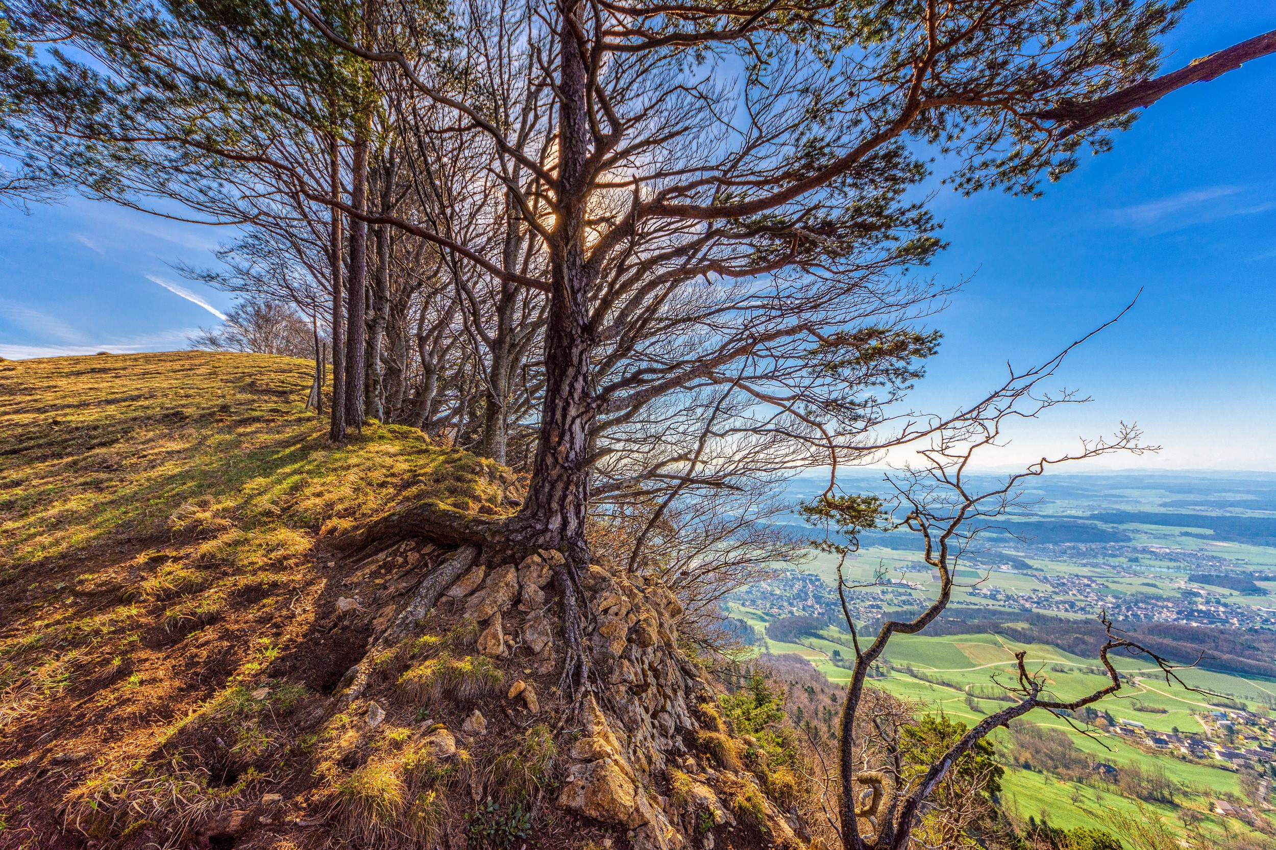 Trees on a rocky cliff overlooking a valley HD Wallpaper