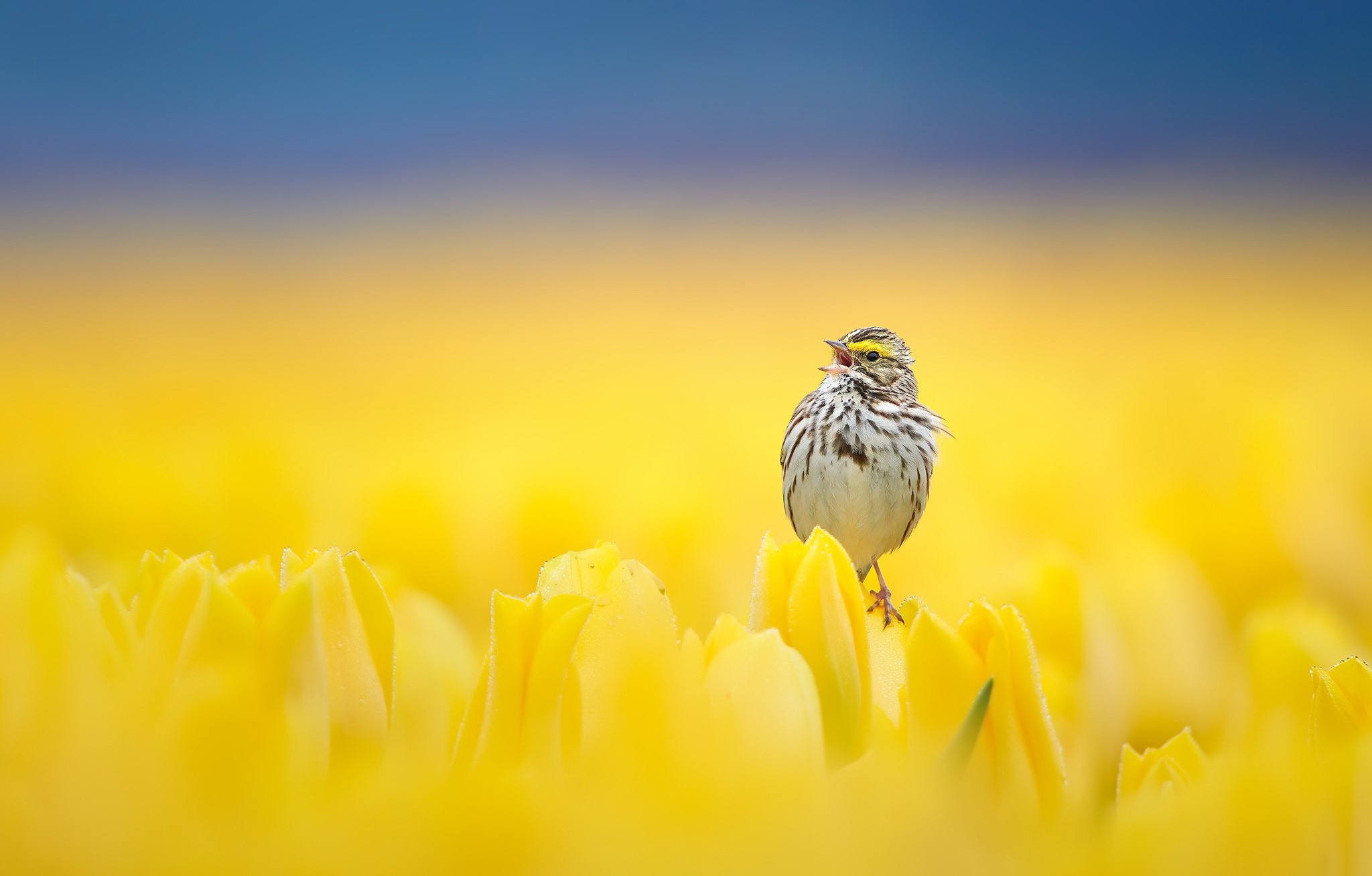 Bird singing on yellow tulips with blue sky HD Wallpaper