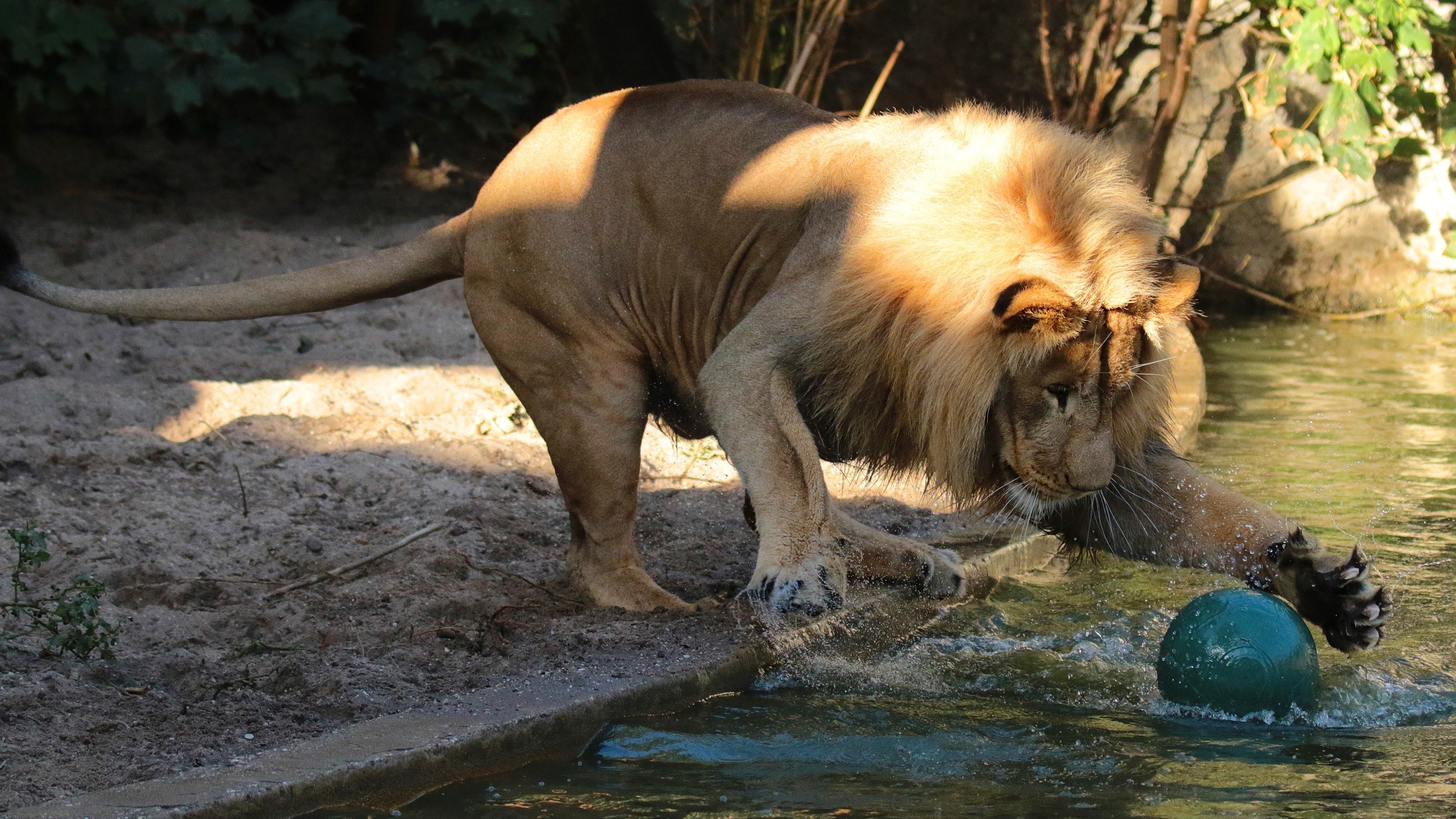 Lion playing with a ball in water HD Wallpaper
