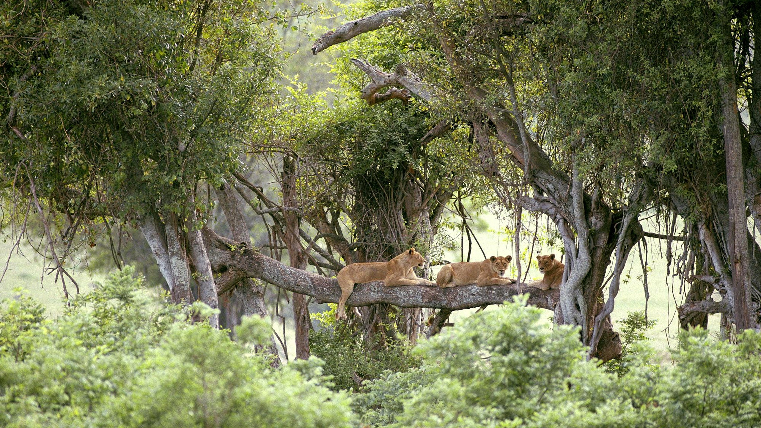 Lions resting on a tree branch in a forest HD Wallpaper