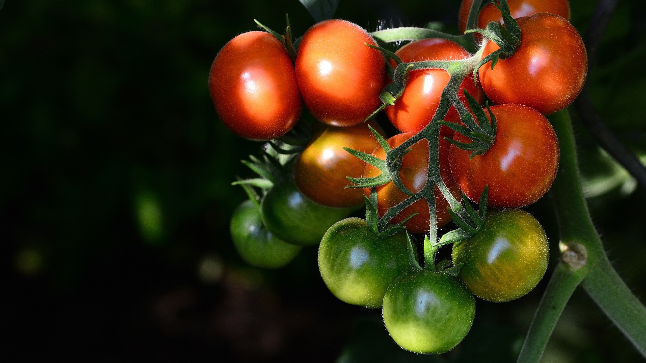Tomatoes on the vine HD Wallpaper