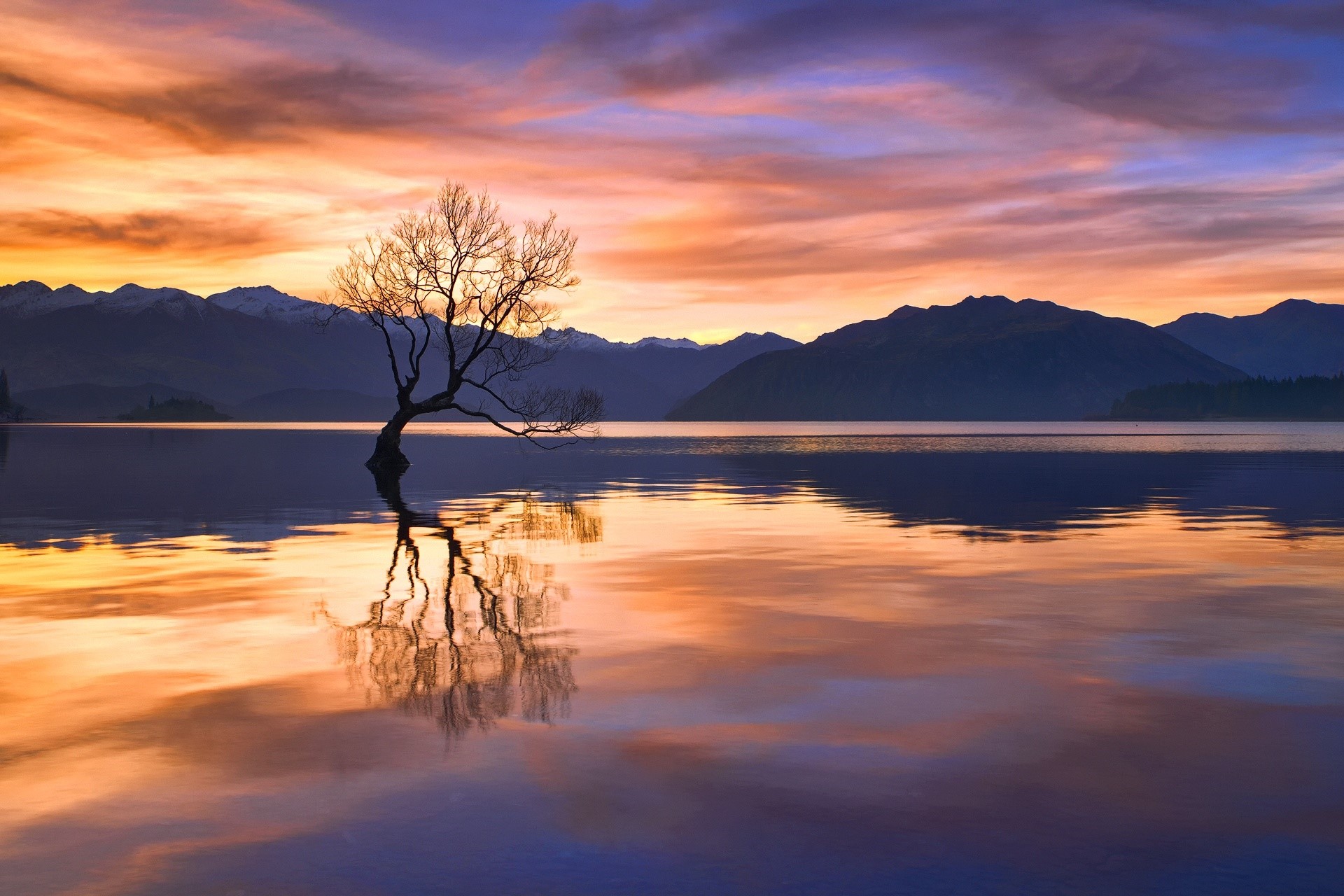 Lone tree in lake at sunset with mountain backdrop HD Wallpaper