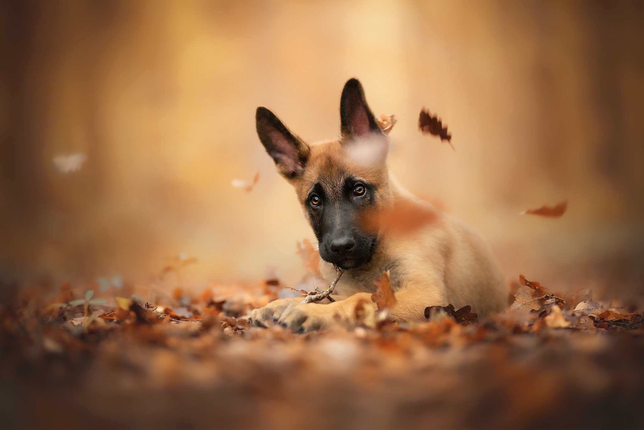 Puppy lying in autumn leaves HD Wallpaper
