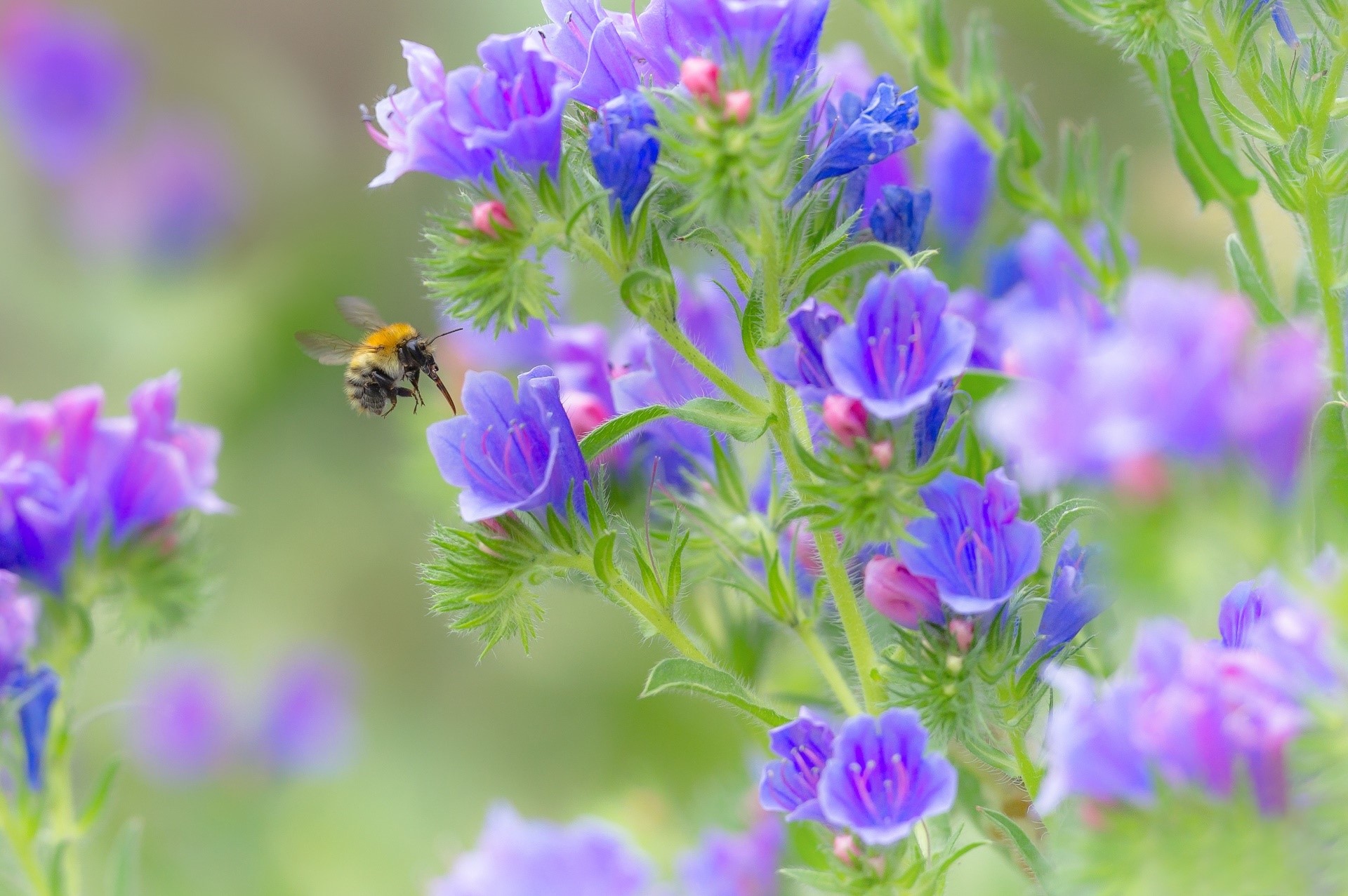 Bee flying towards purple flowers HD Wallpaper