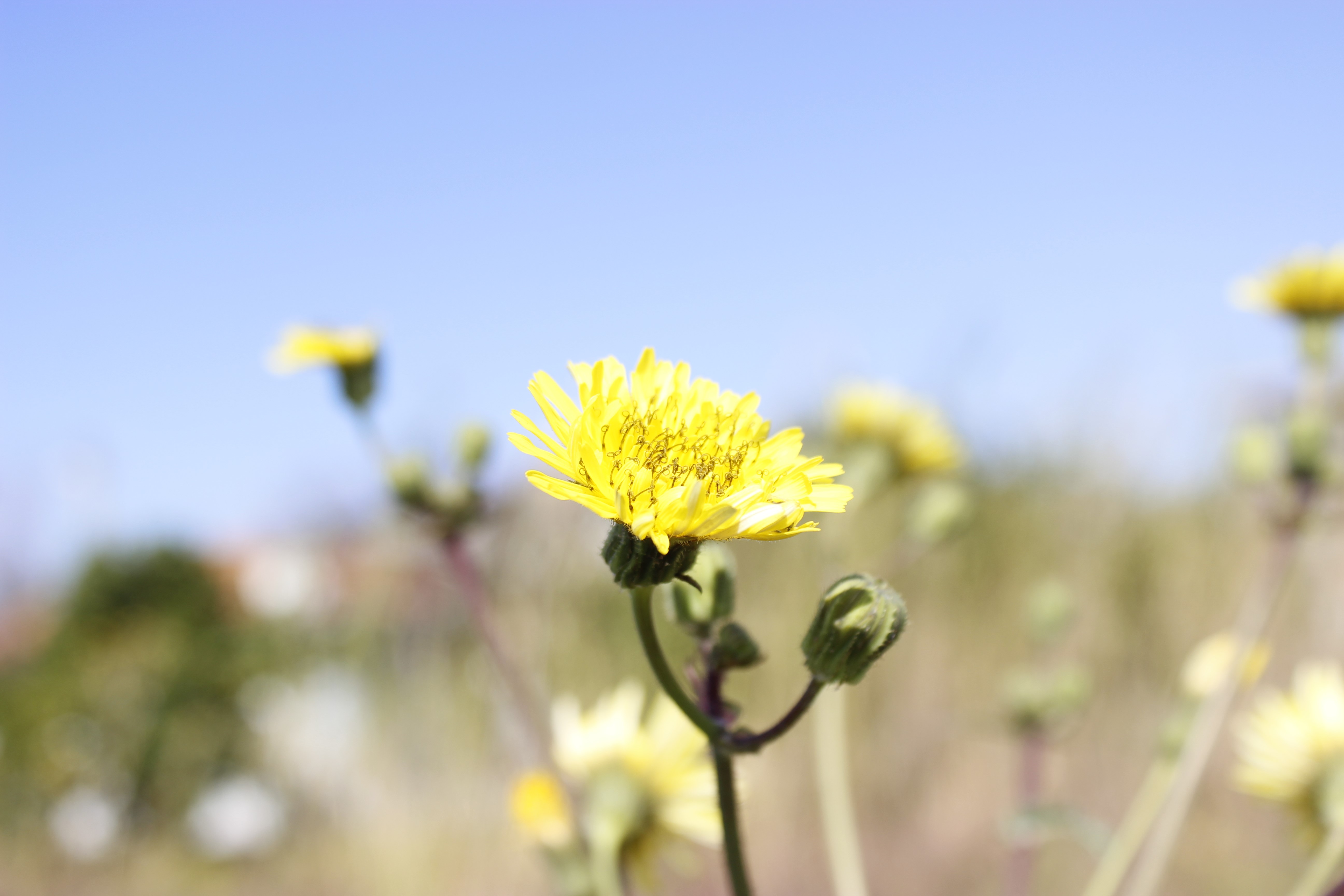 Yellow flower in bloom with buds and blue sky HD Wallpaper