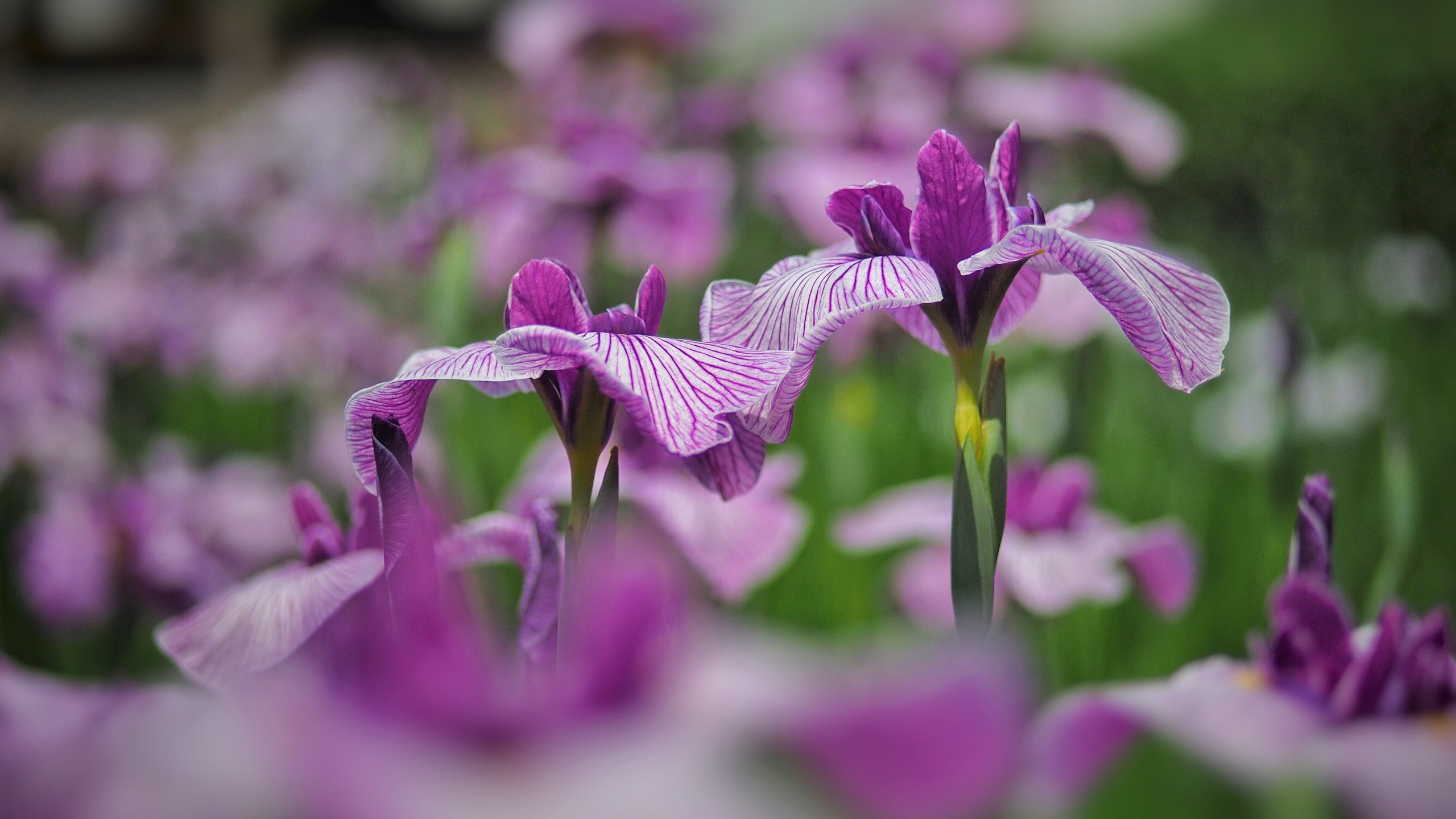 Purple irises with white stripes in a garden HD Wallpaper