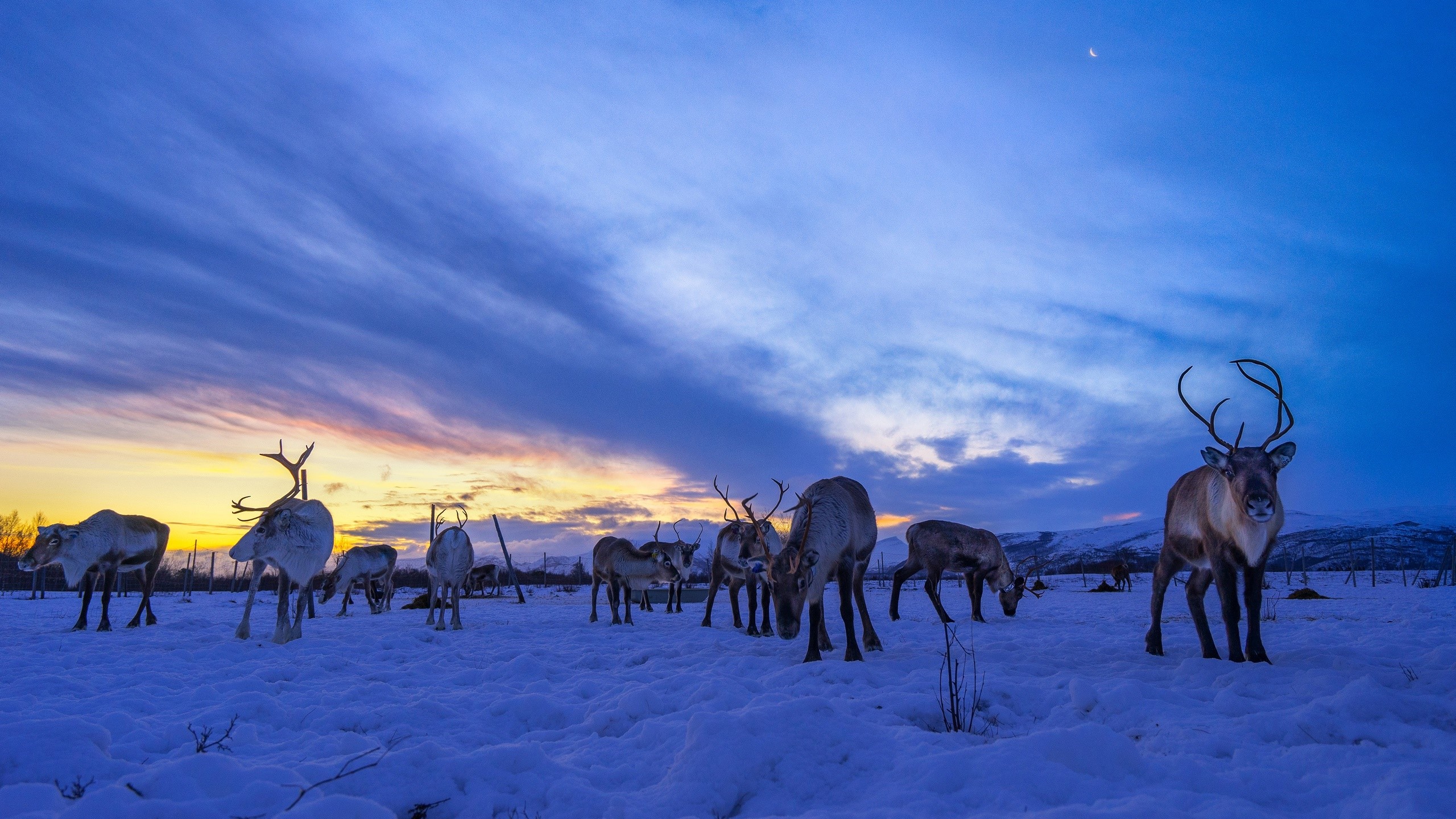 Reindeer in a snowy field at sunset HD Wallpaper
