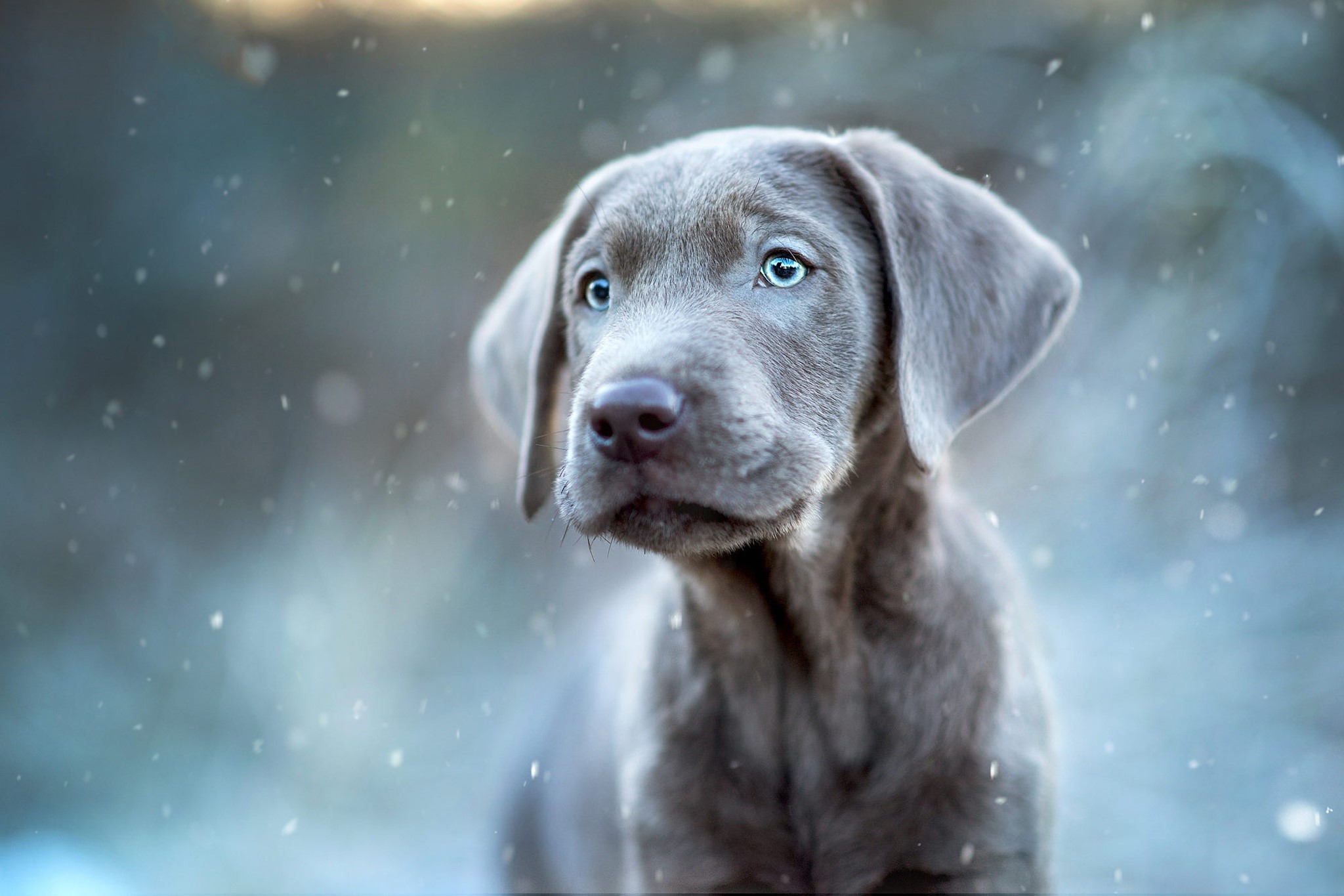 Weimaraner puppy with blue eyes in snow HD Wallpaper