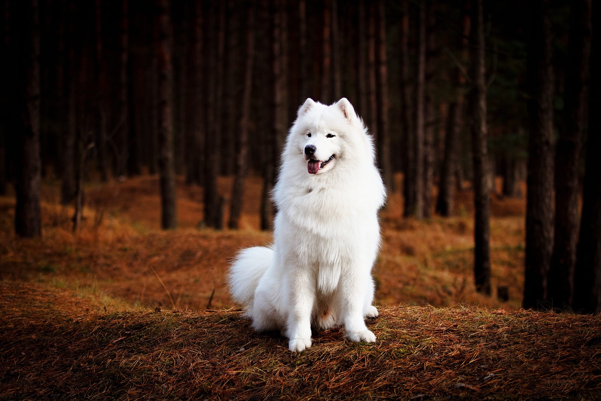 Samoyed dog sitting in a forest HD Wallpaper