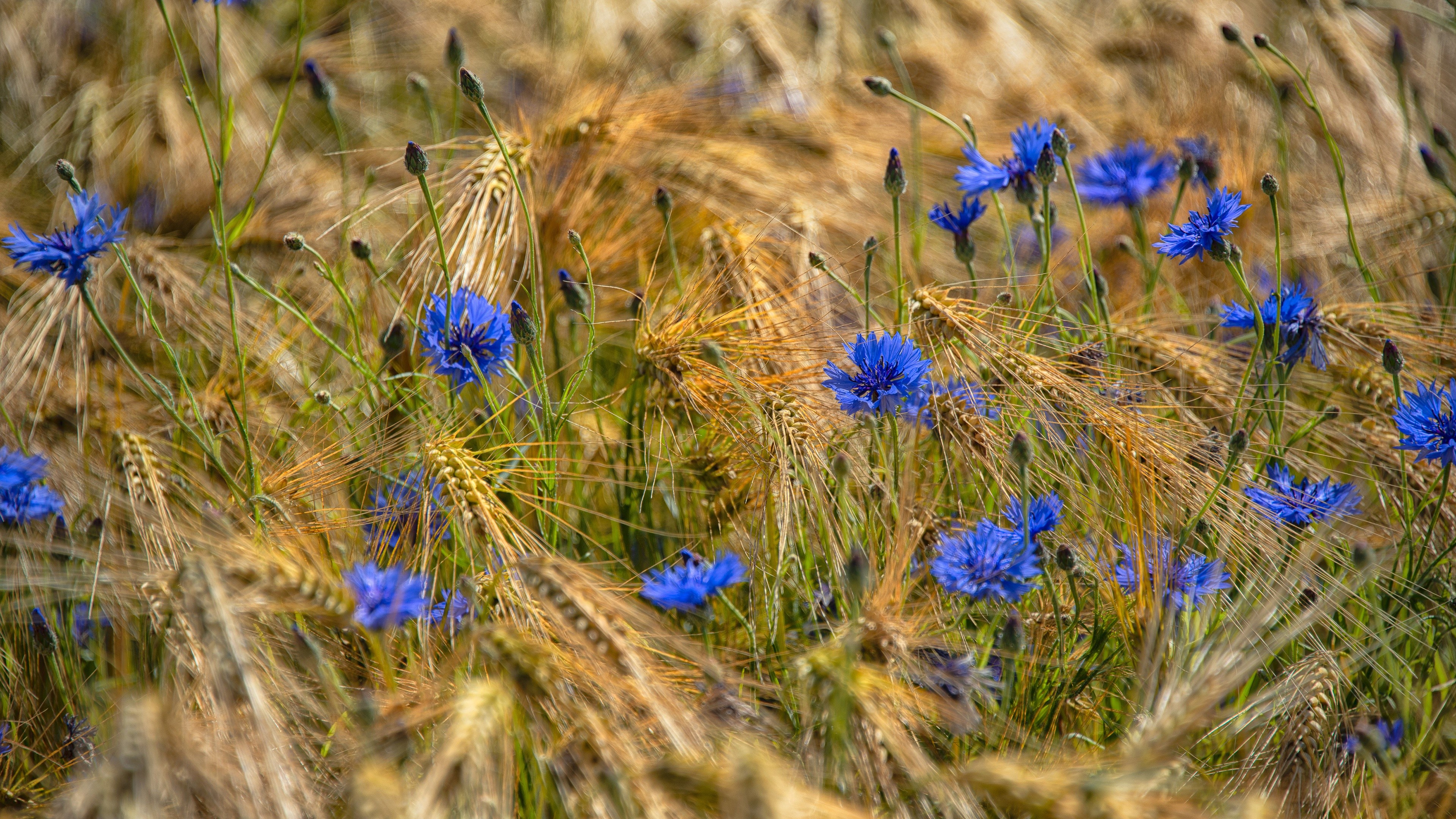 Blue cornflowers in a wheat field HD Wallpaper