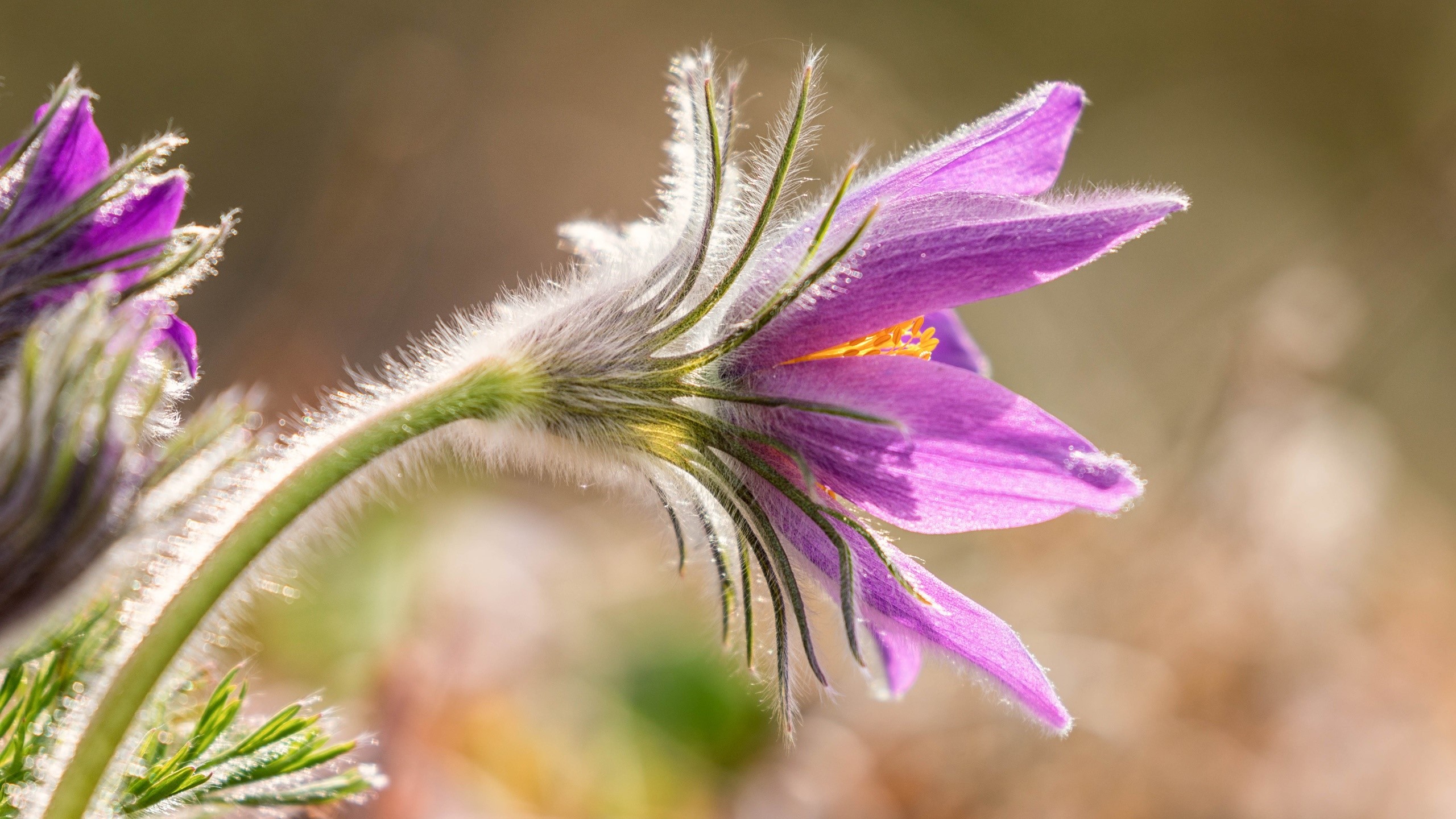 Purple pasqueflower with fuzzy stem and yellow center HD Wallpaper
