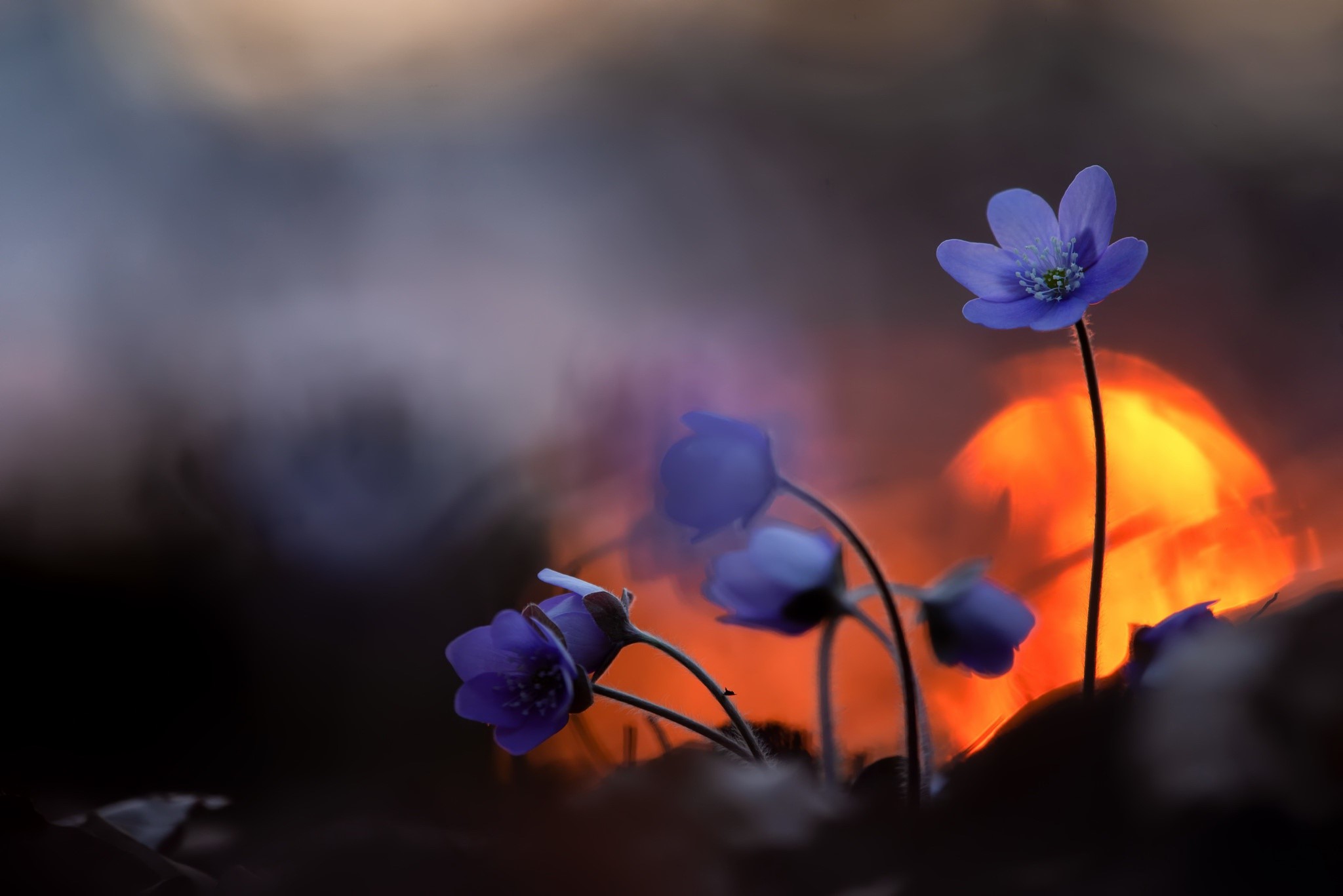 Purple flowers in front of a sunset HD Wallpaper