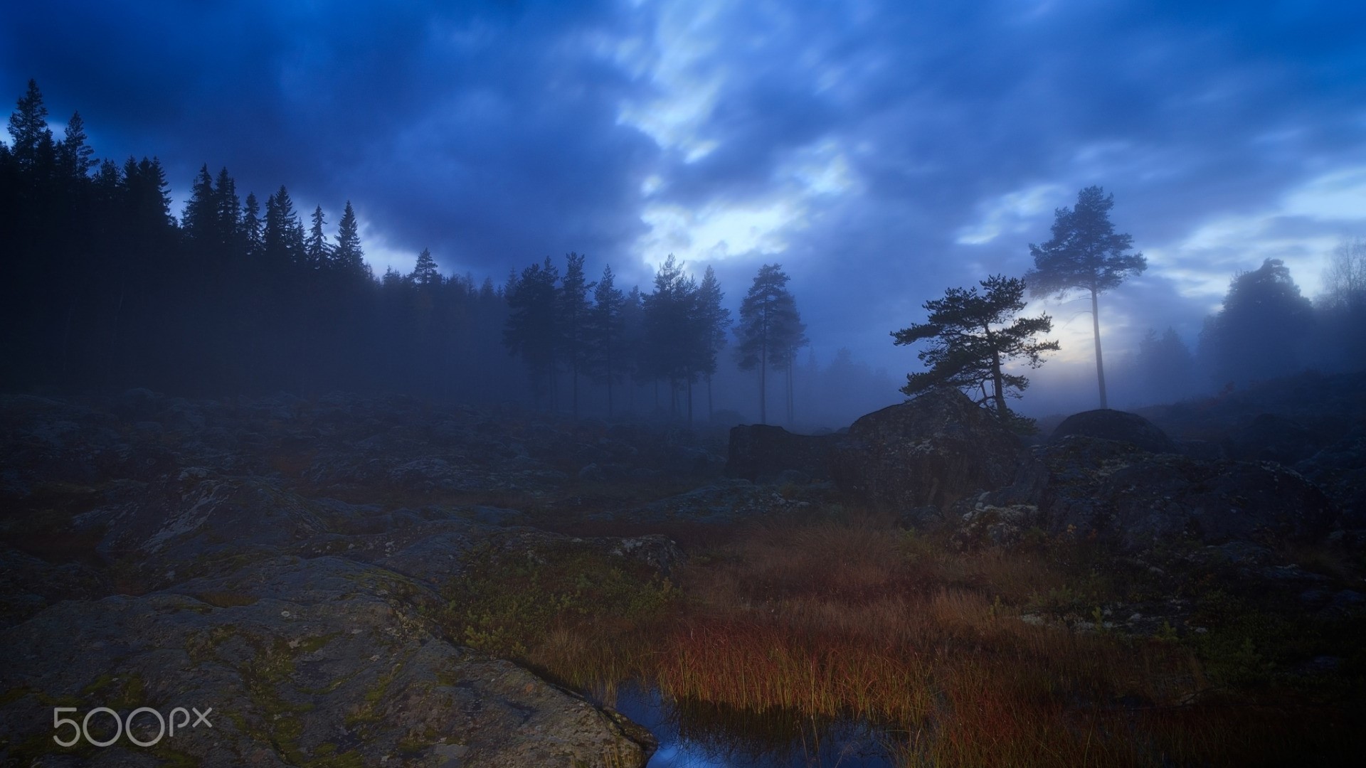 Misty forest landscape at dusk with pine trees and rocks HD Wallpaper