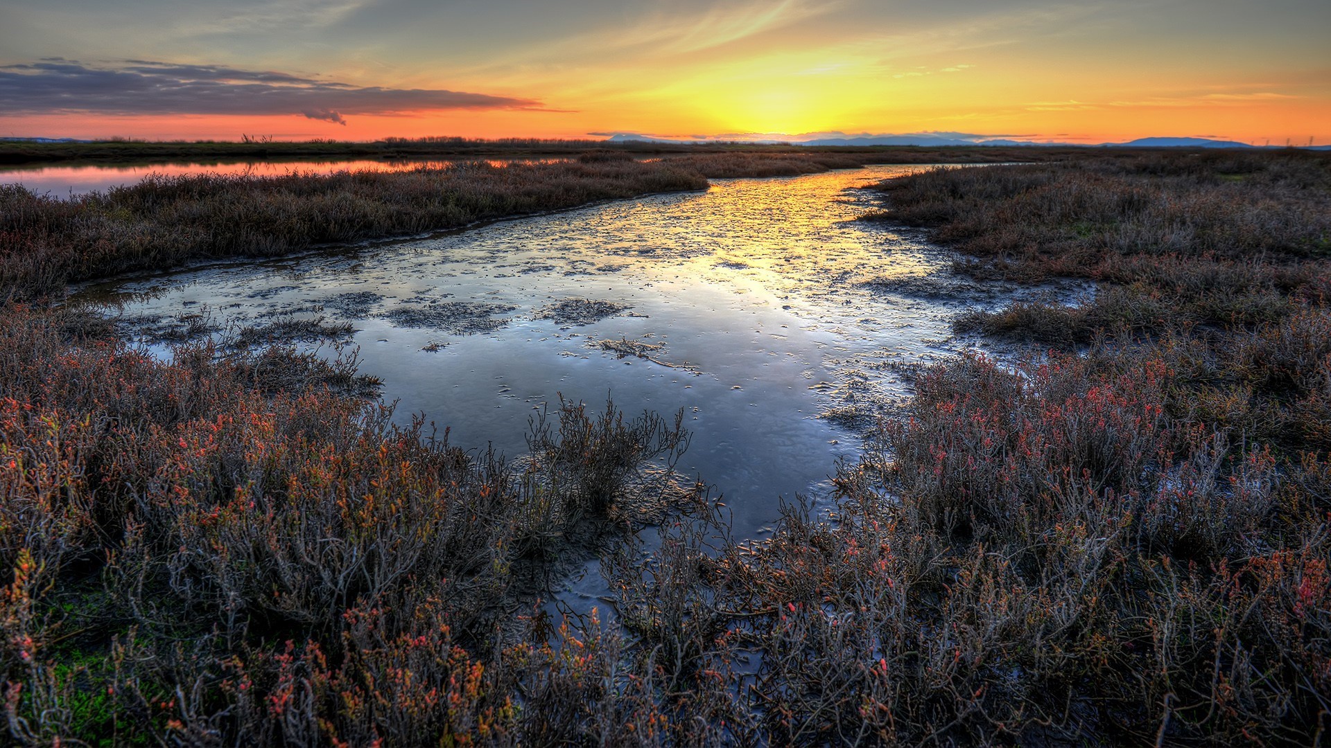 Sunset over marshland with plants and water HD Wallpaper
