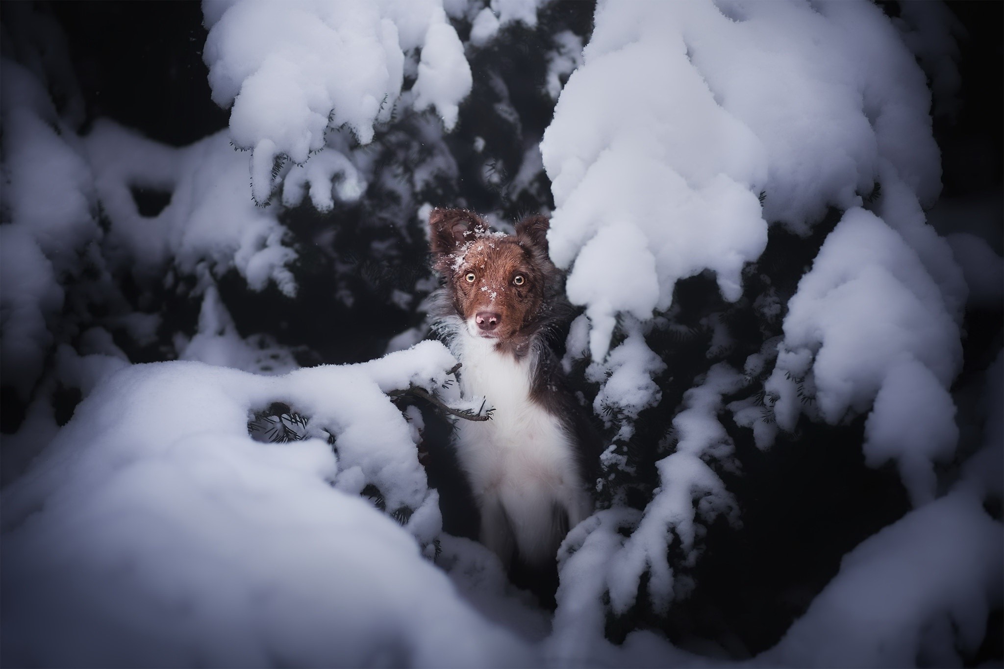Brown and white dog in snow-covered trees HD Wallpaper