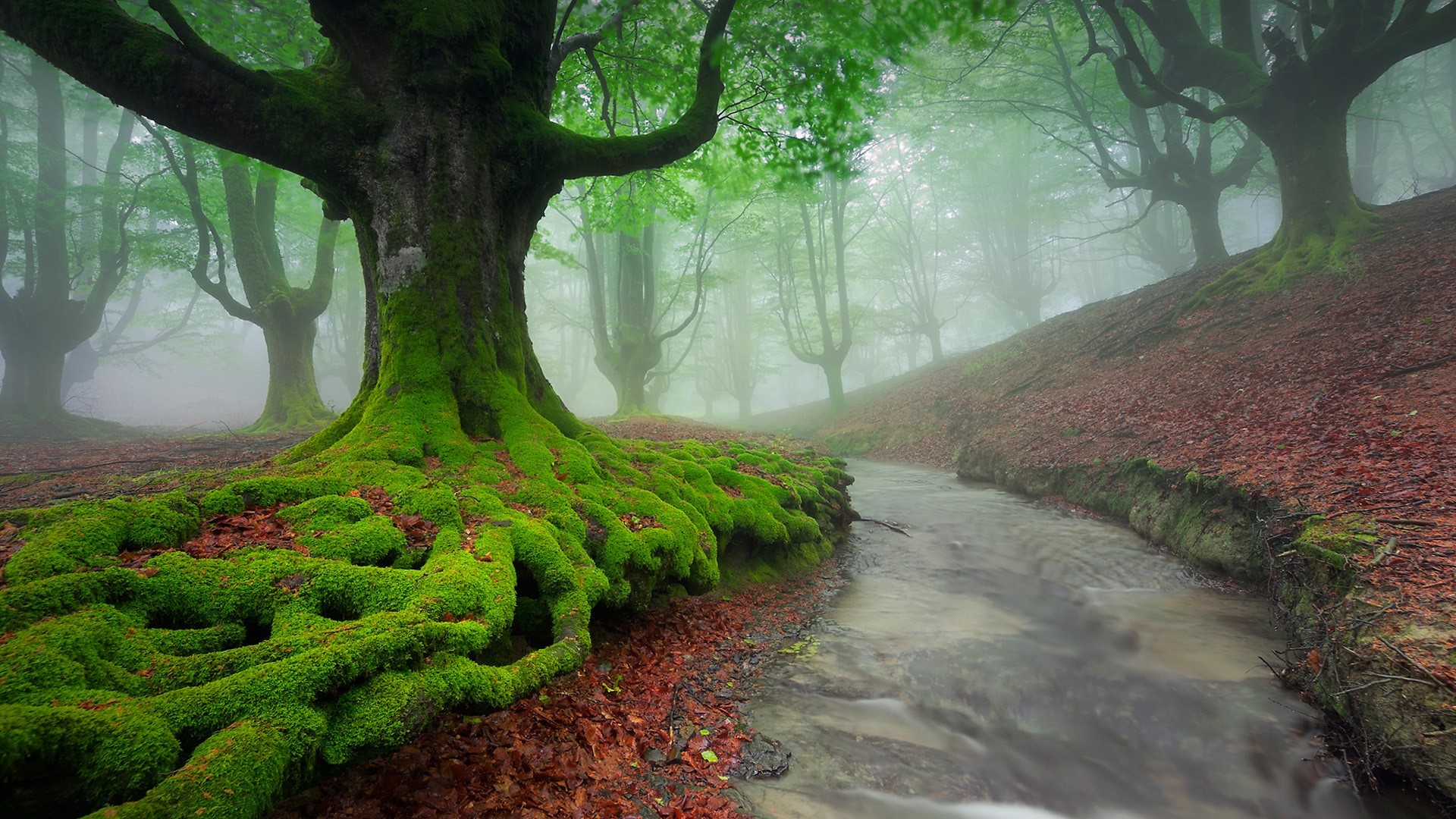 Mossy tree roots by a stream in a misty forest HD Wallpaper