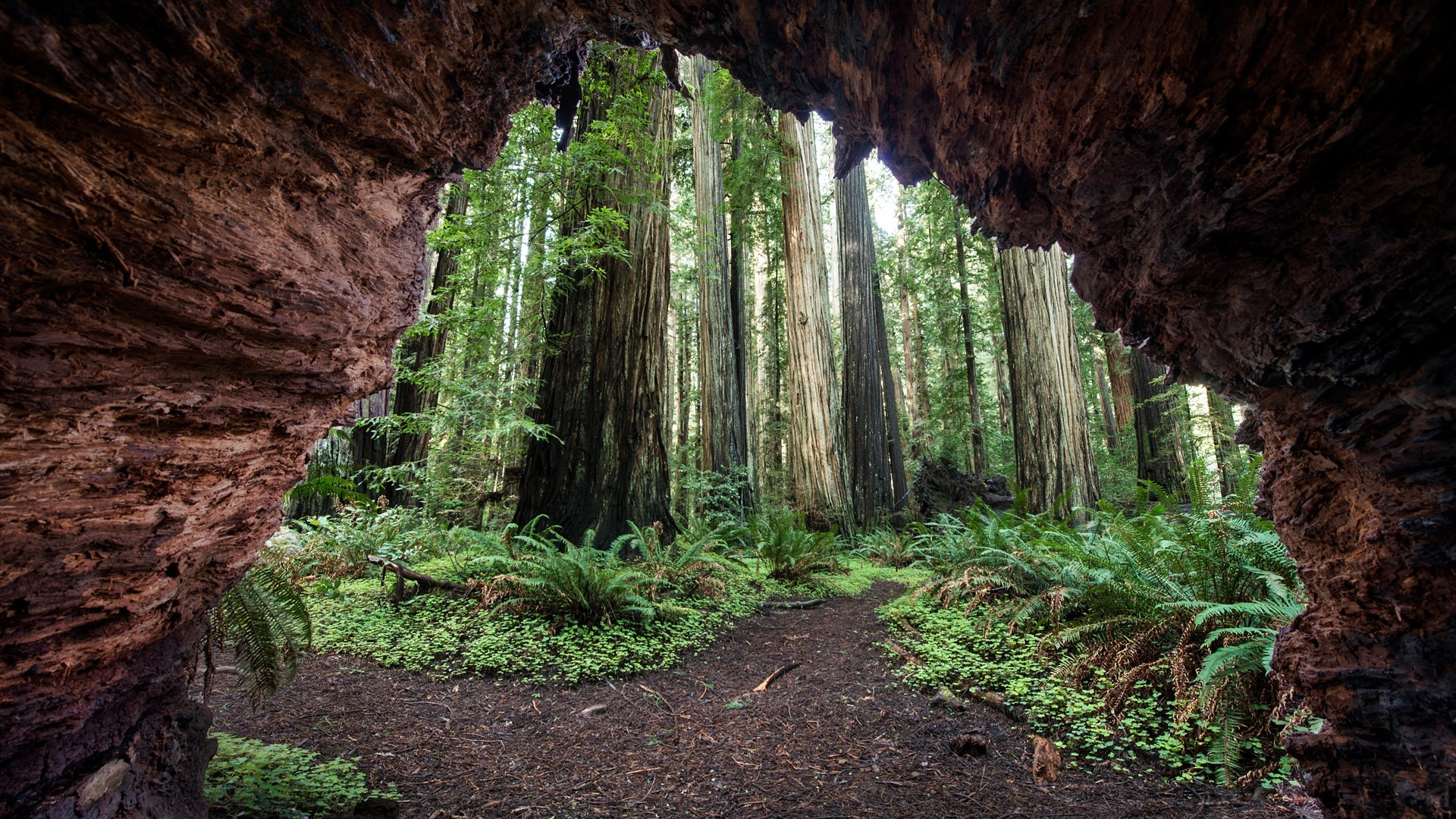 View through a cave opening to a redwood forest in California HD Wallpaper