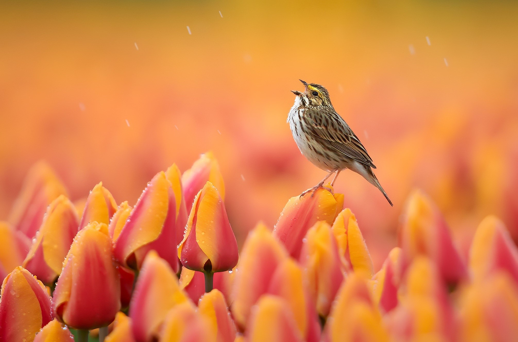 Bird singing on tulips in the rain HD Wallpaper