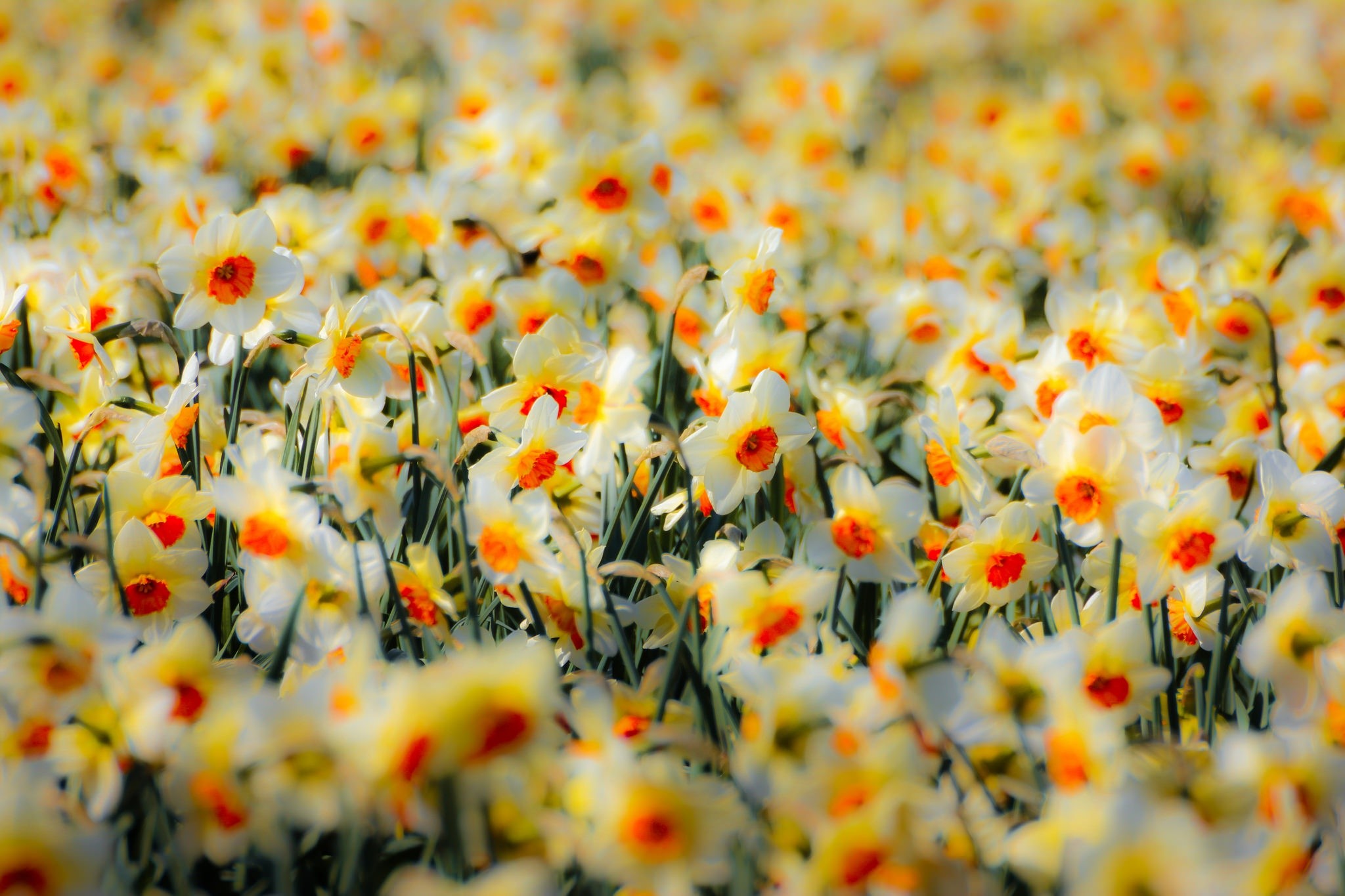 Field of white and yellow daffodils with orange centers HD Wallpaper