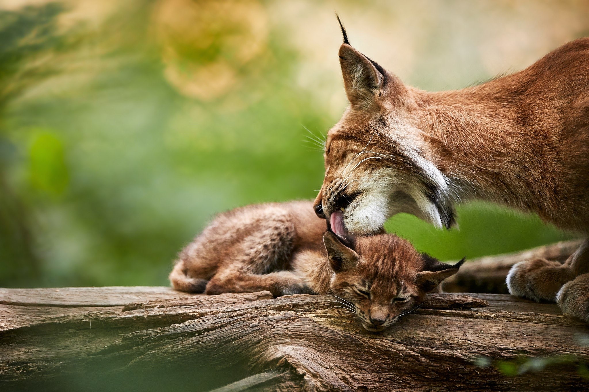 Mother lynx licking her cub on a log HD Wallpaper