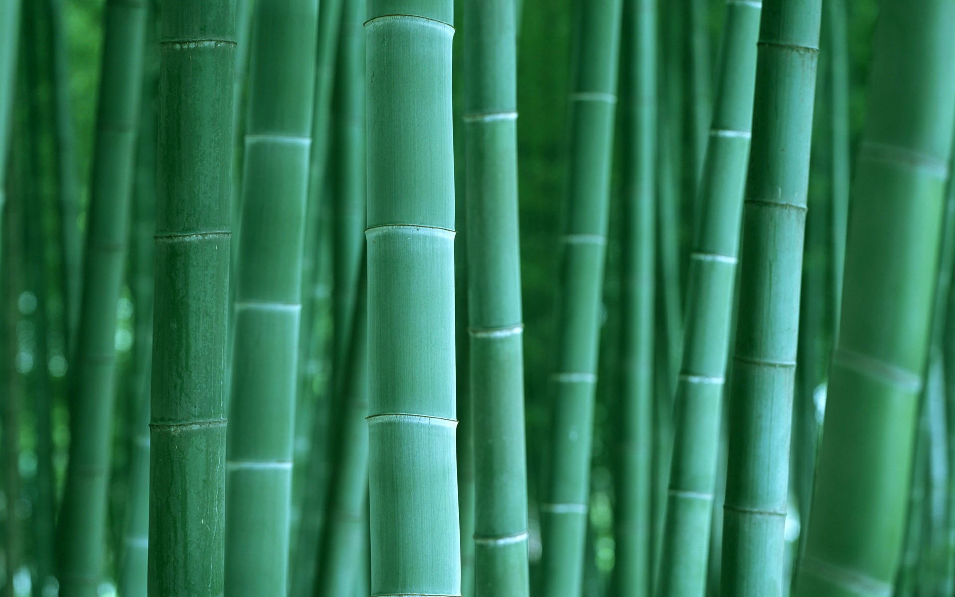 Green bamboo stalks in a forest HD Wallpaper