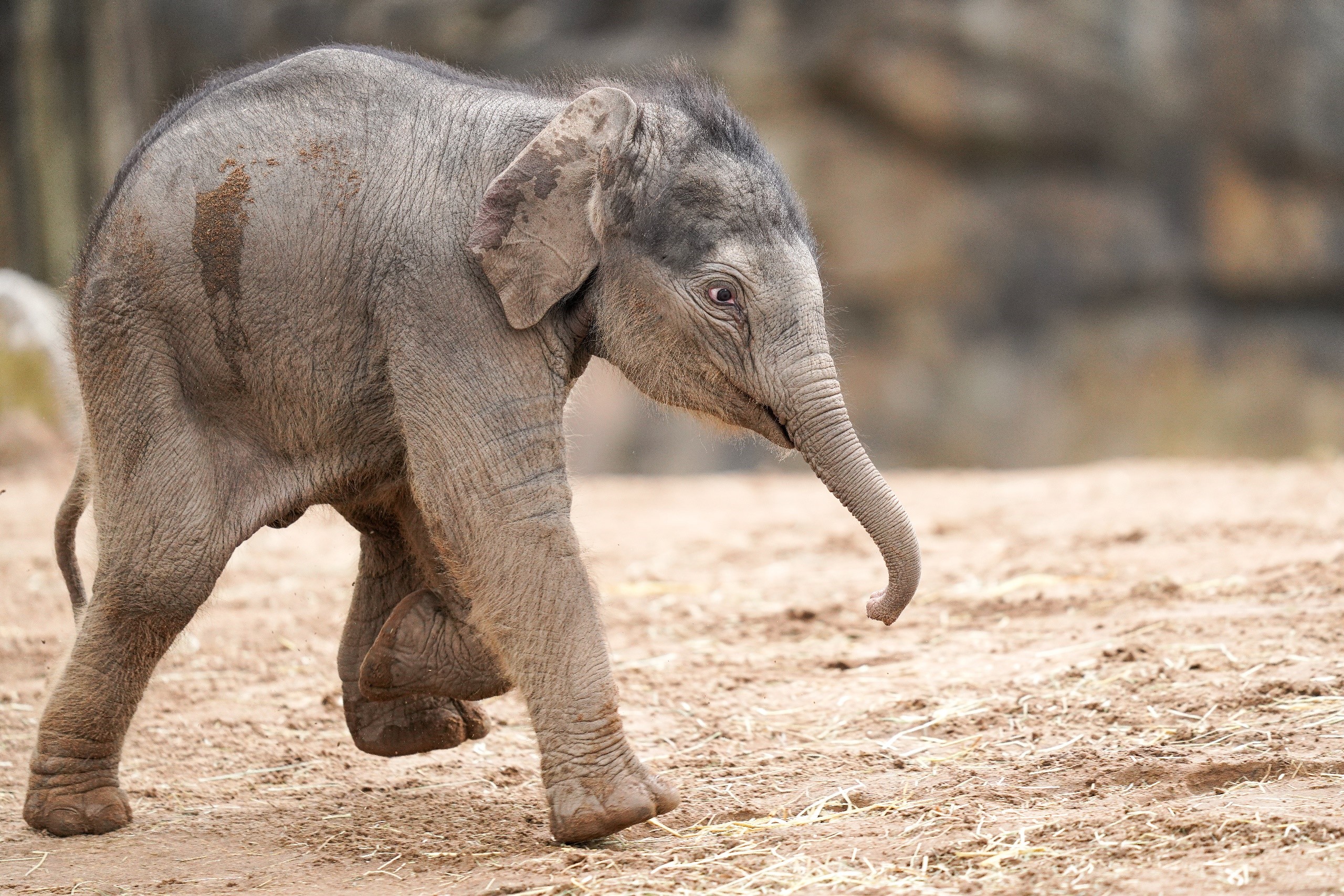 Baby elephant walking on dirt ground HD Wallpaper
