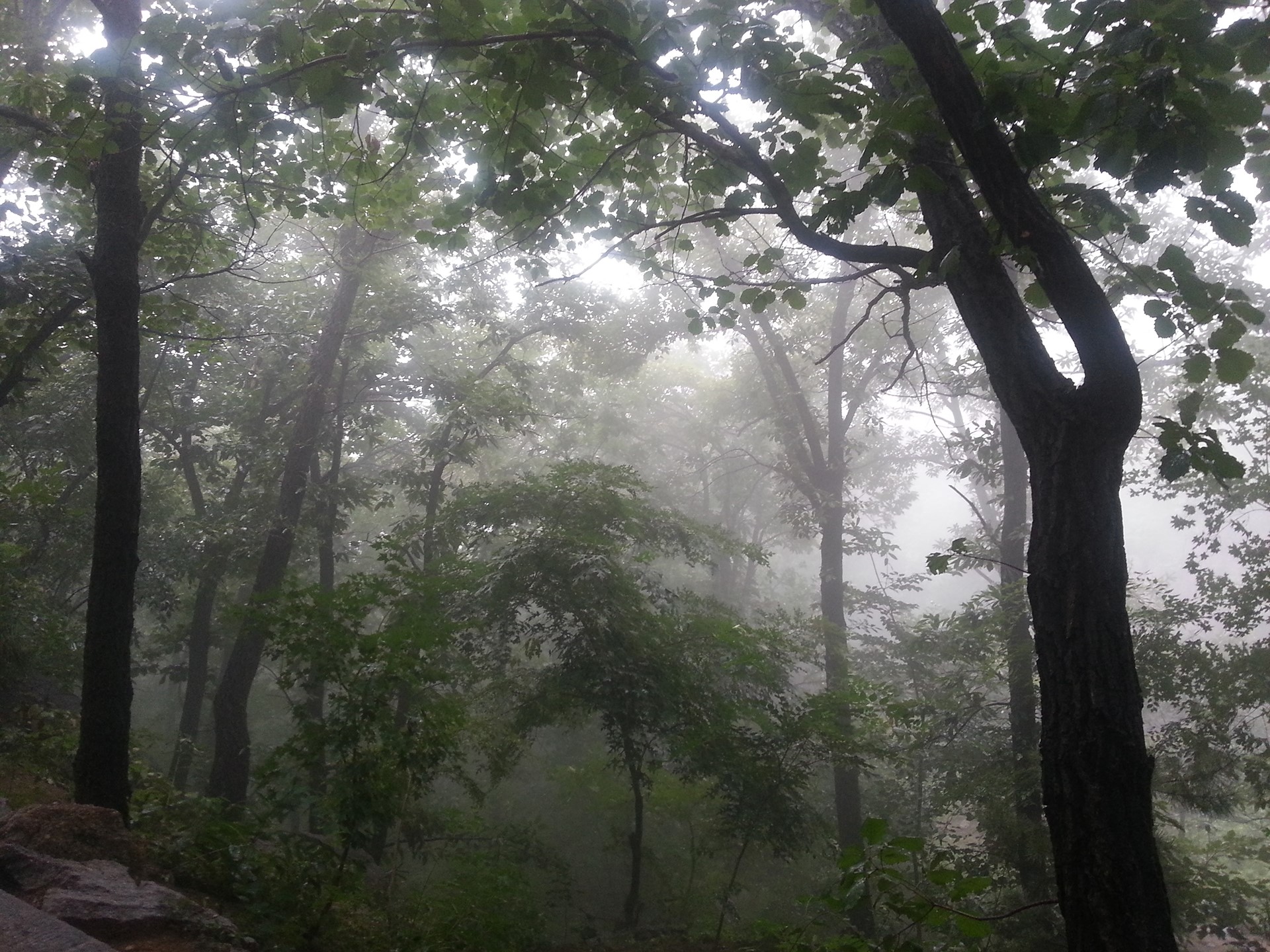 Misty forest with tall trees and green leaves HD Wallpaper