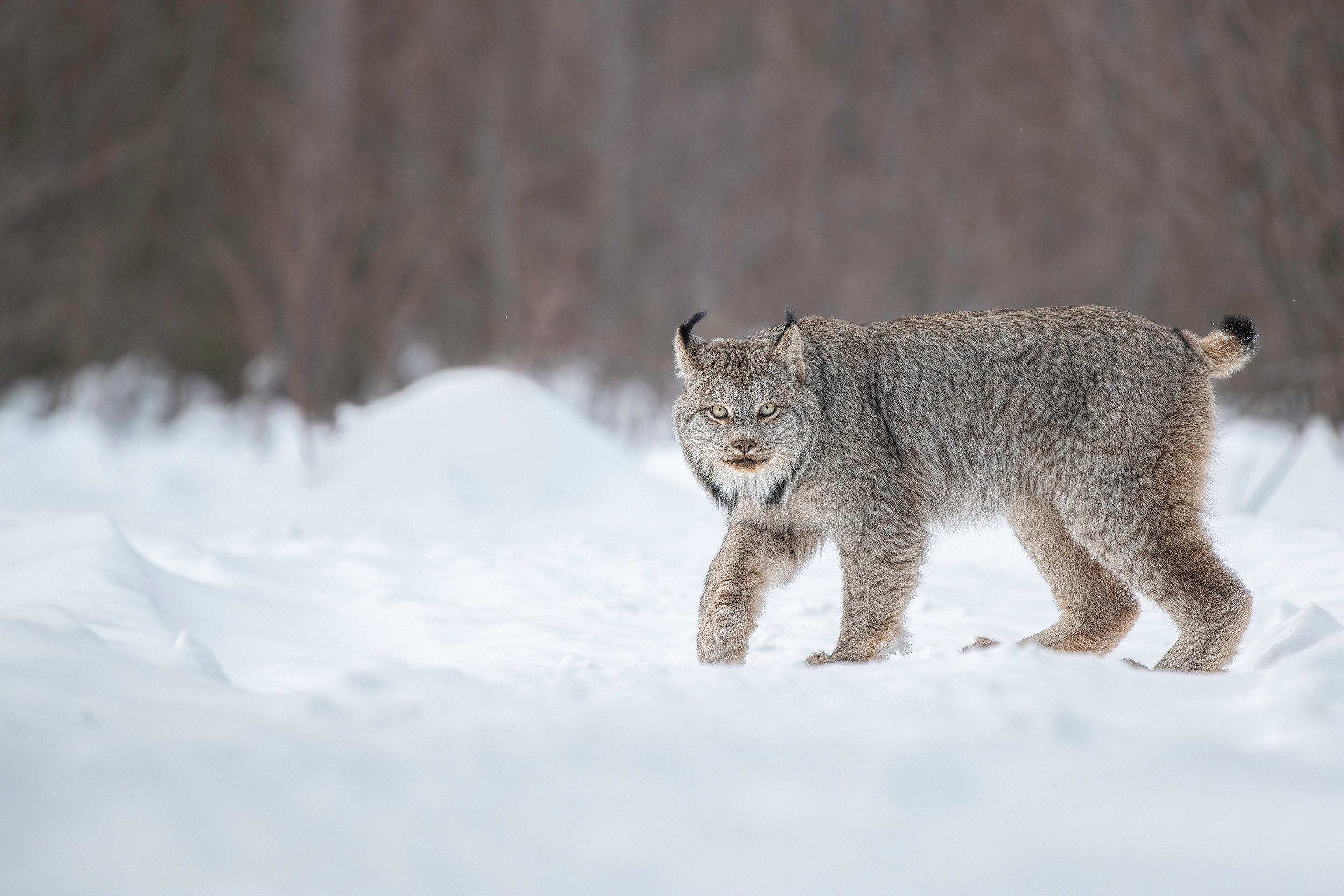 Canadian lynx walking in the snow during winter HD Wallpaper