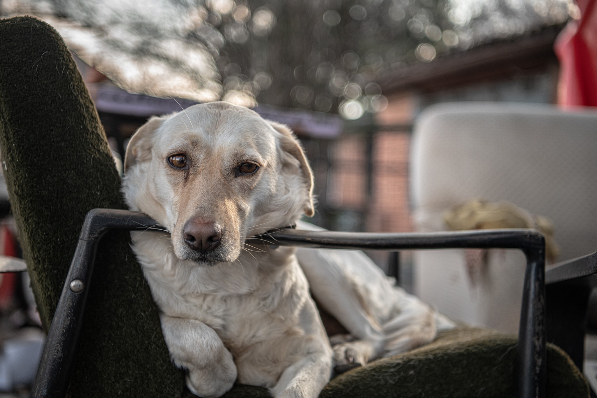 A light-colored dog rests on a chair HD Wallpaper