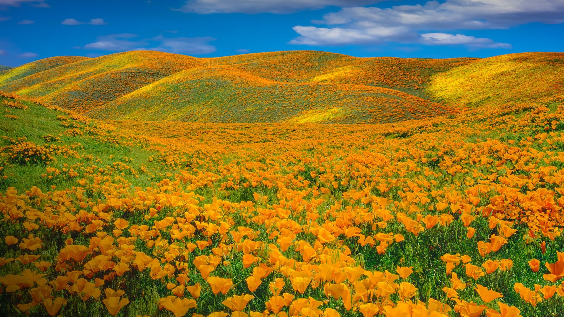 California Poppy Superbloom in Antelope Valley HD Wallpaper