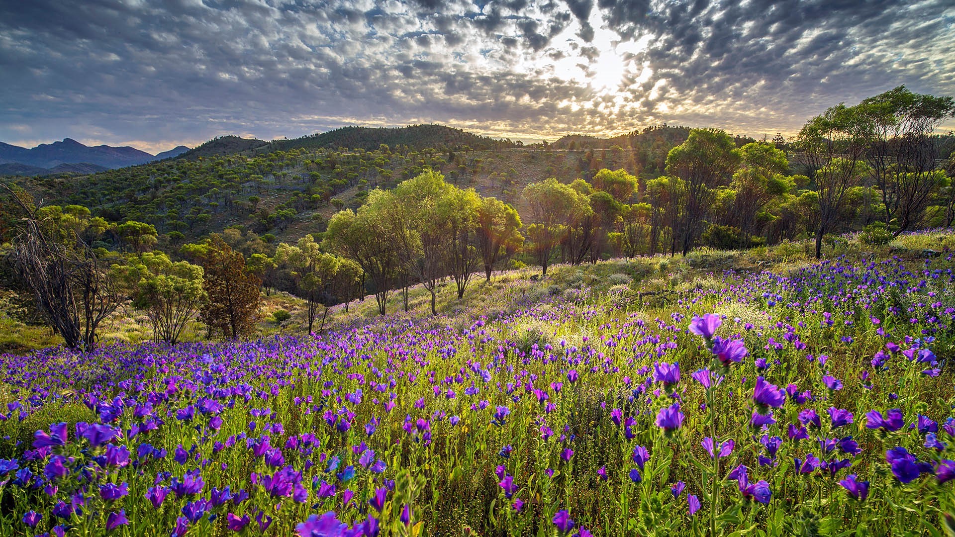 Purple wildflowers bloom in a sunlit Australian landscape HD Wallpaper