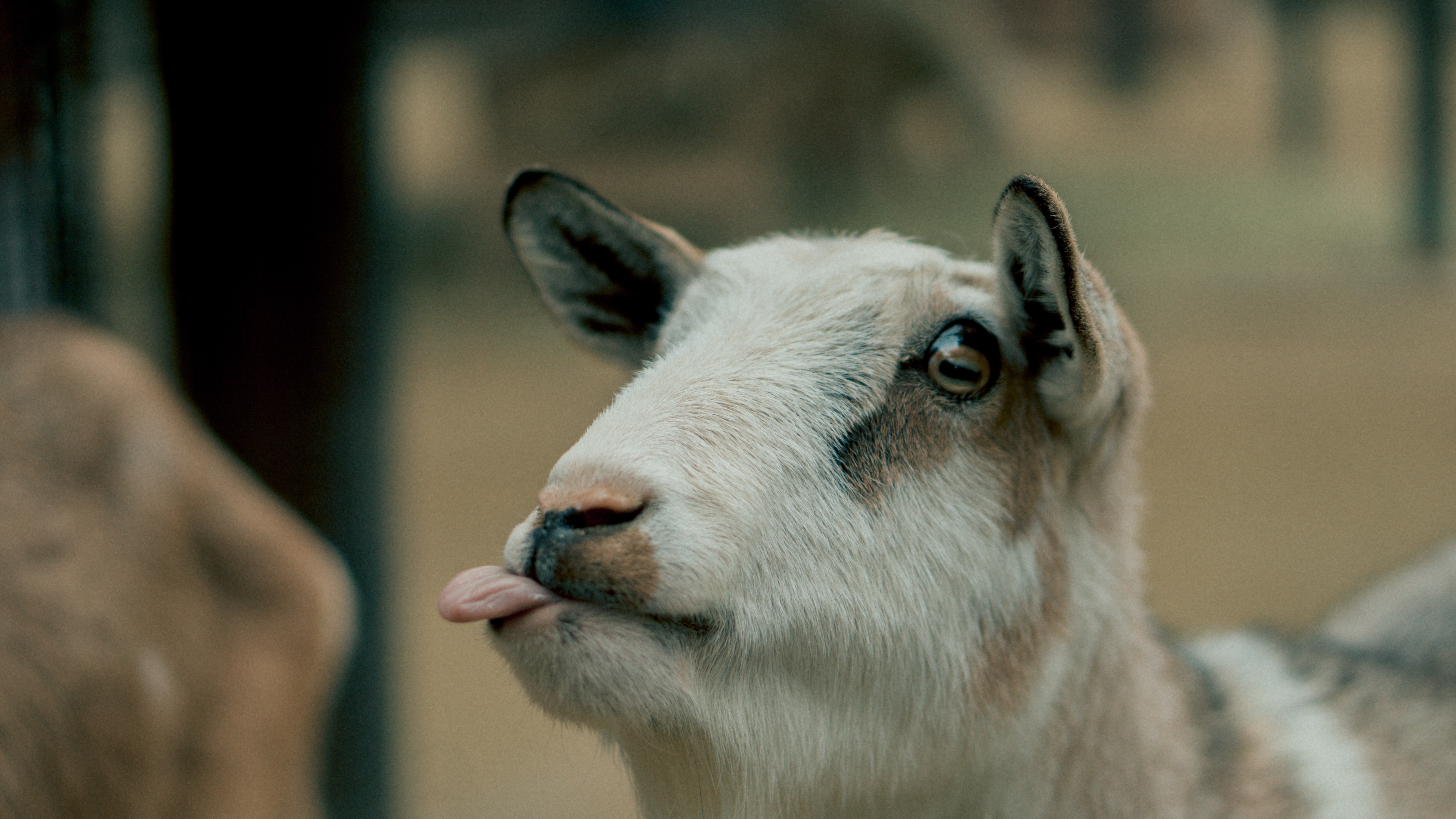 Goat sticking its tongue out HD Wallpaper