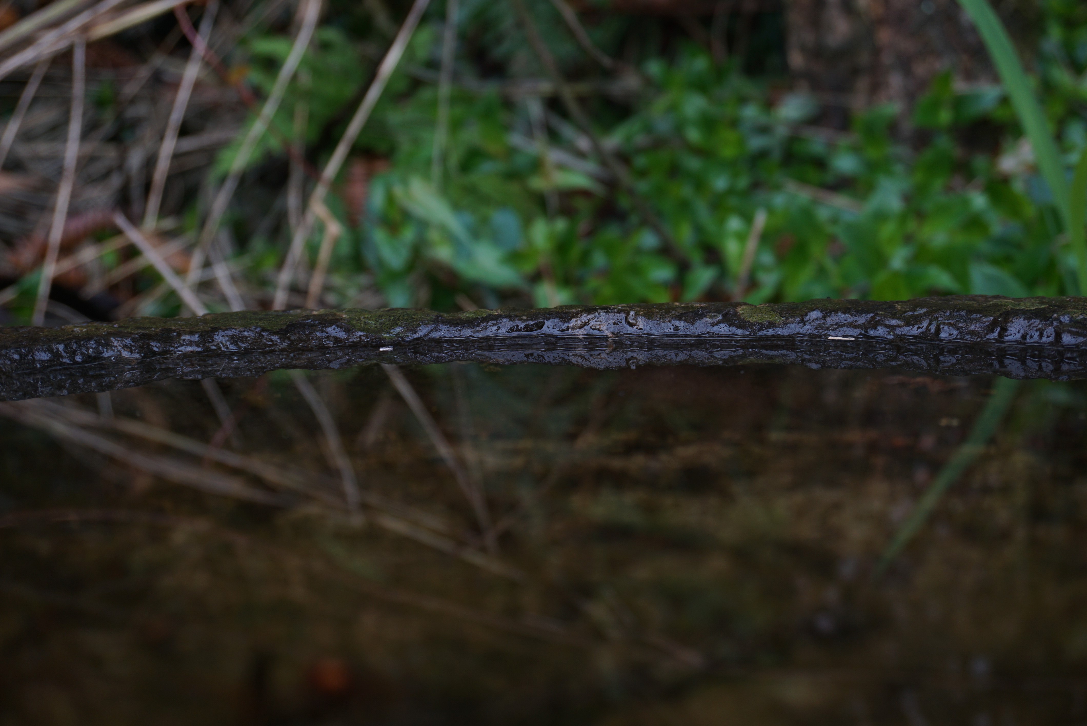 Nature reflection on water with plants HD Wallpaper